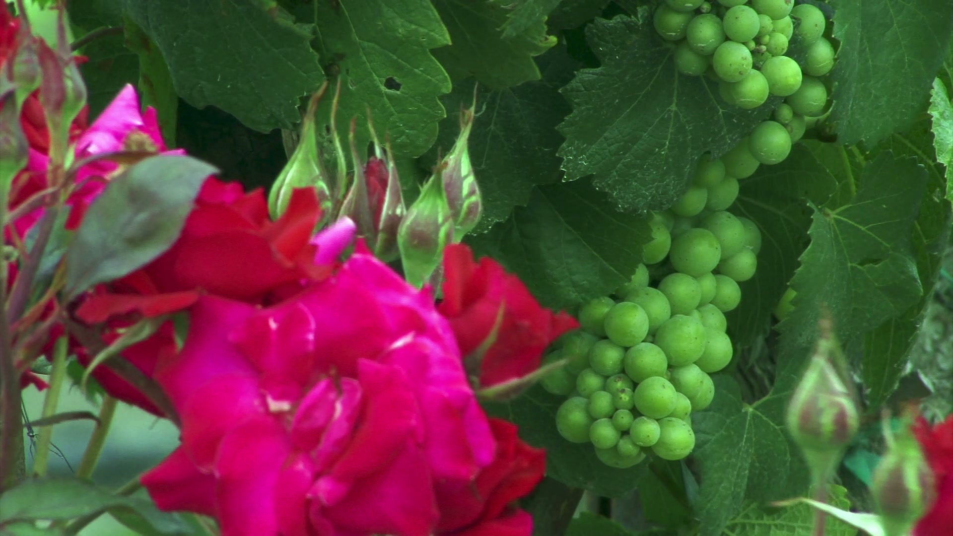 HD video of a lush green vine with grape clusters alongside vibrant red roses in a garden setting, showcasing nature's vivid colors and beauty.