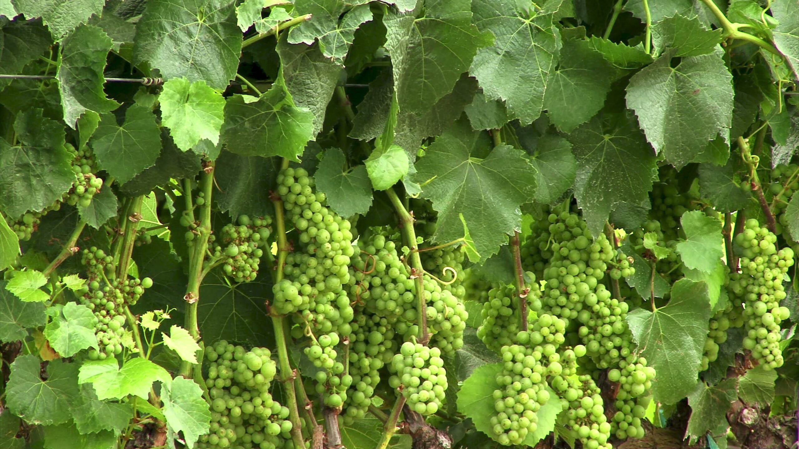 4K video of lush green grapevines with dense clusters of unripe grapes hanging amid vibrant leaves.