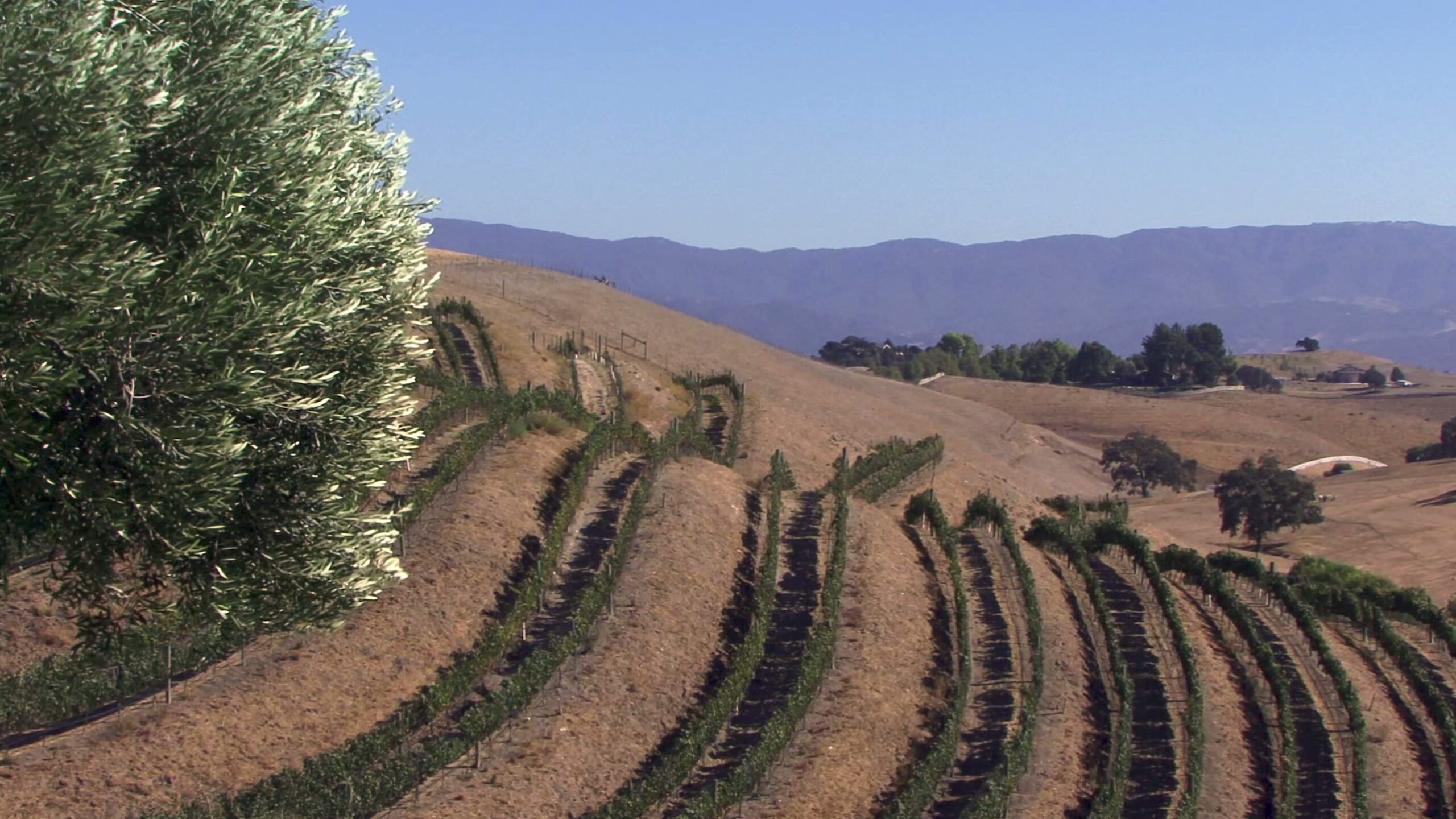 4K video of rolling hills with vineyard rows under a clear sky.