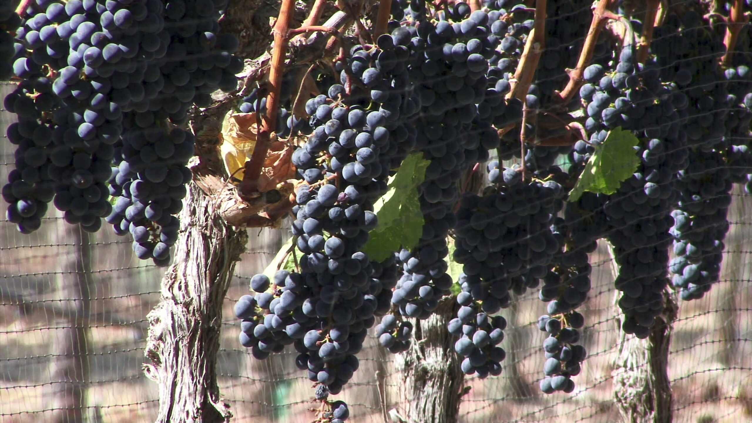 4K video of clusters of ripe purple grapes hang from vines in the sunlight.