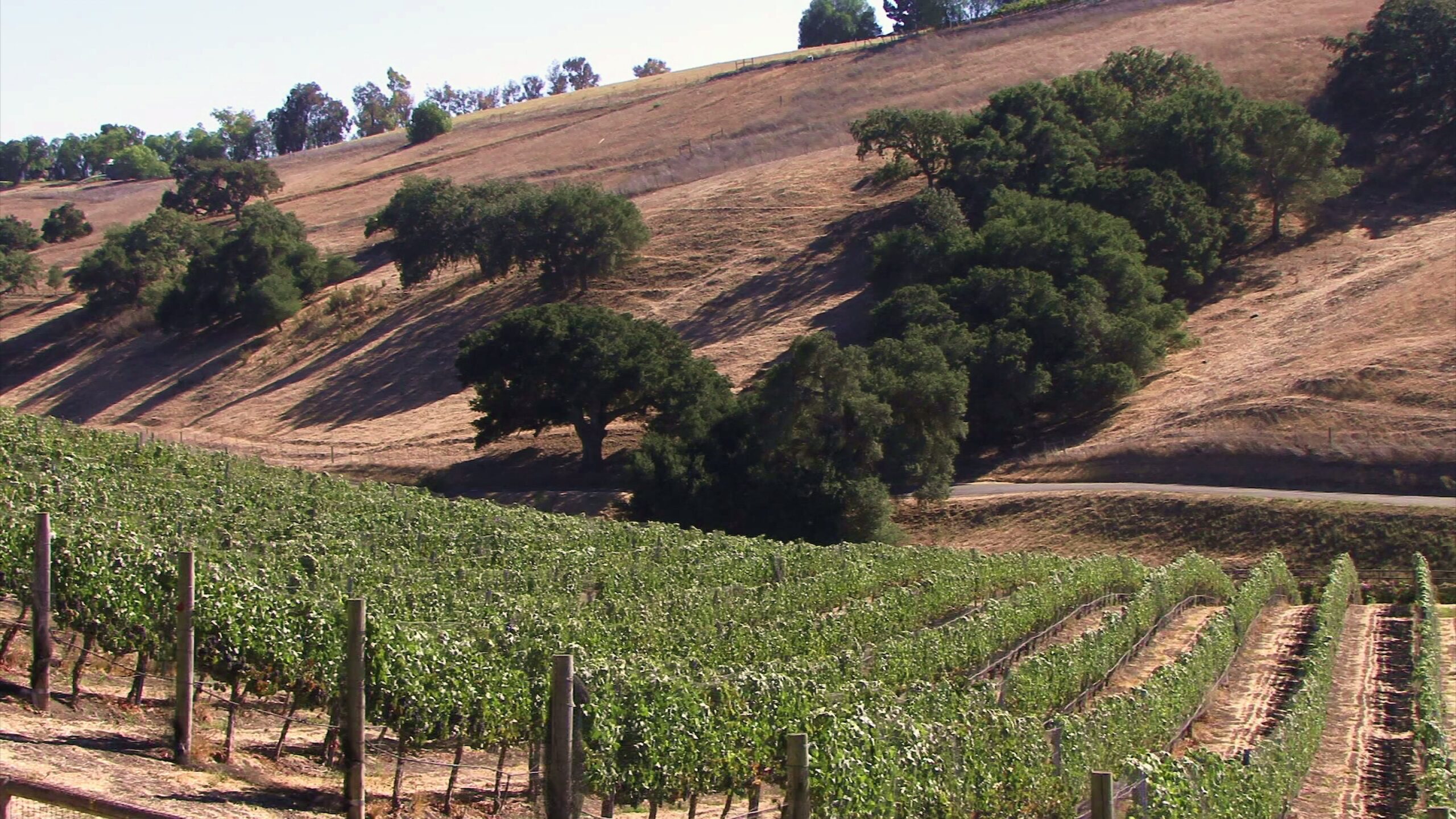 Vineyard on rolling hills under a sunny sky, showcasing rows of grapevines and scattered trees on dry, grassy terrain.