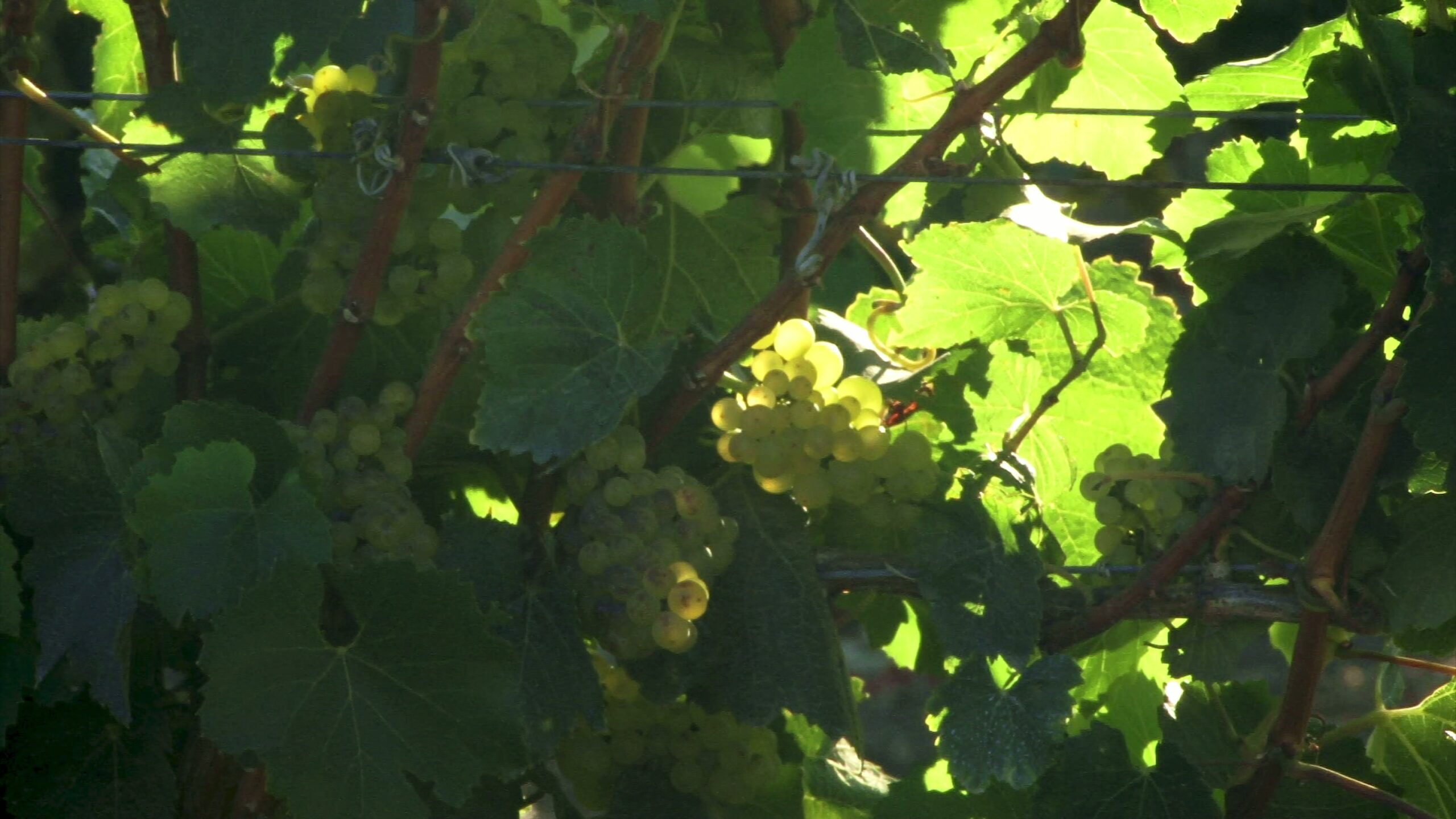 4K video of sunlit grape clusters on lush green vines in a vineyard.