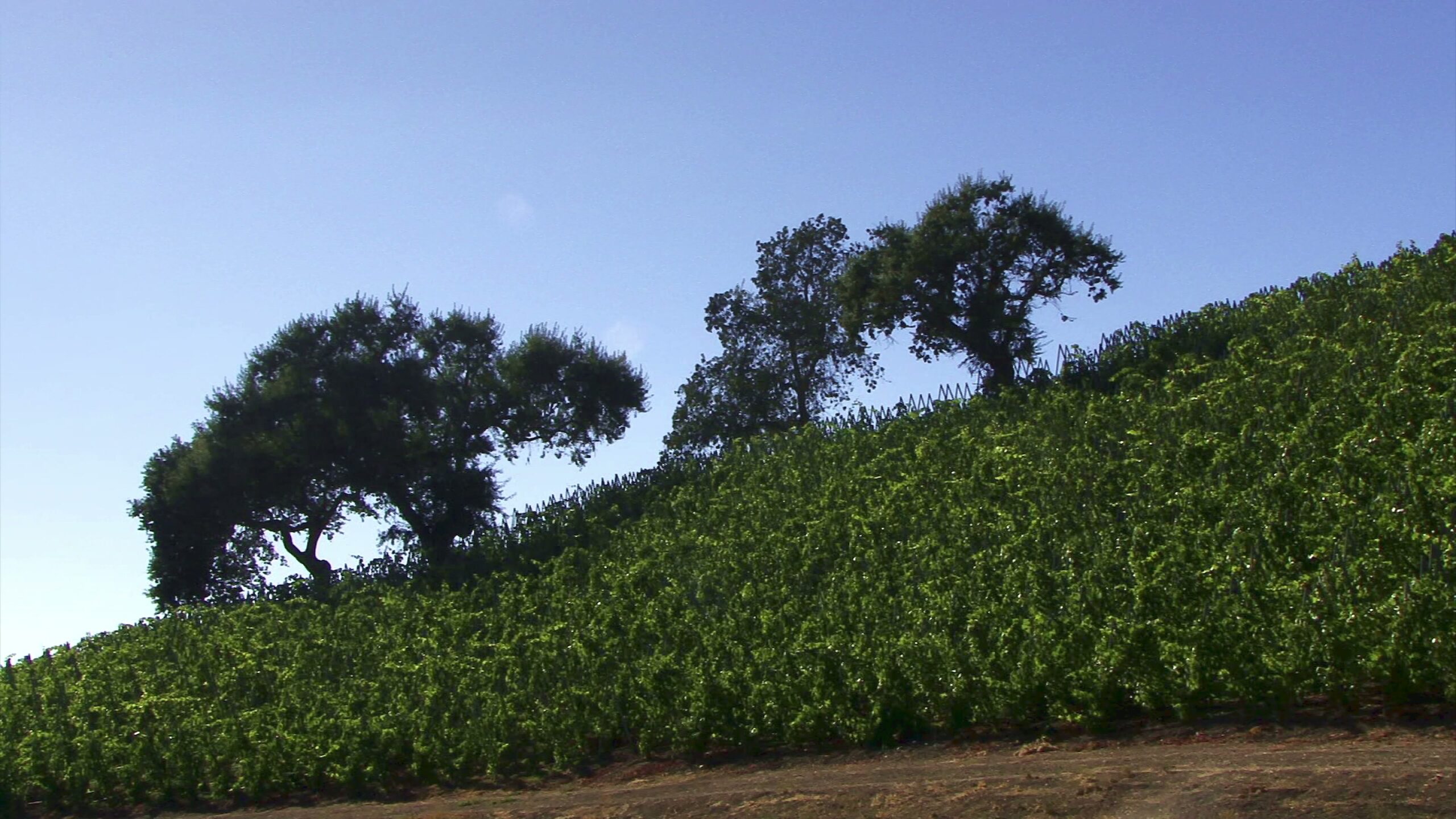 A vibrant vineyard on a sunlit hillside with clear blue sky and lush trees.
