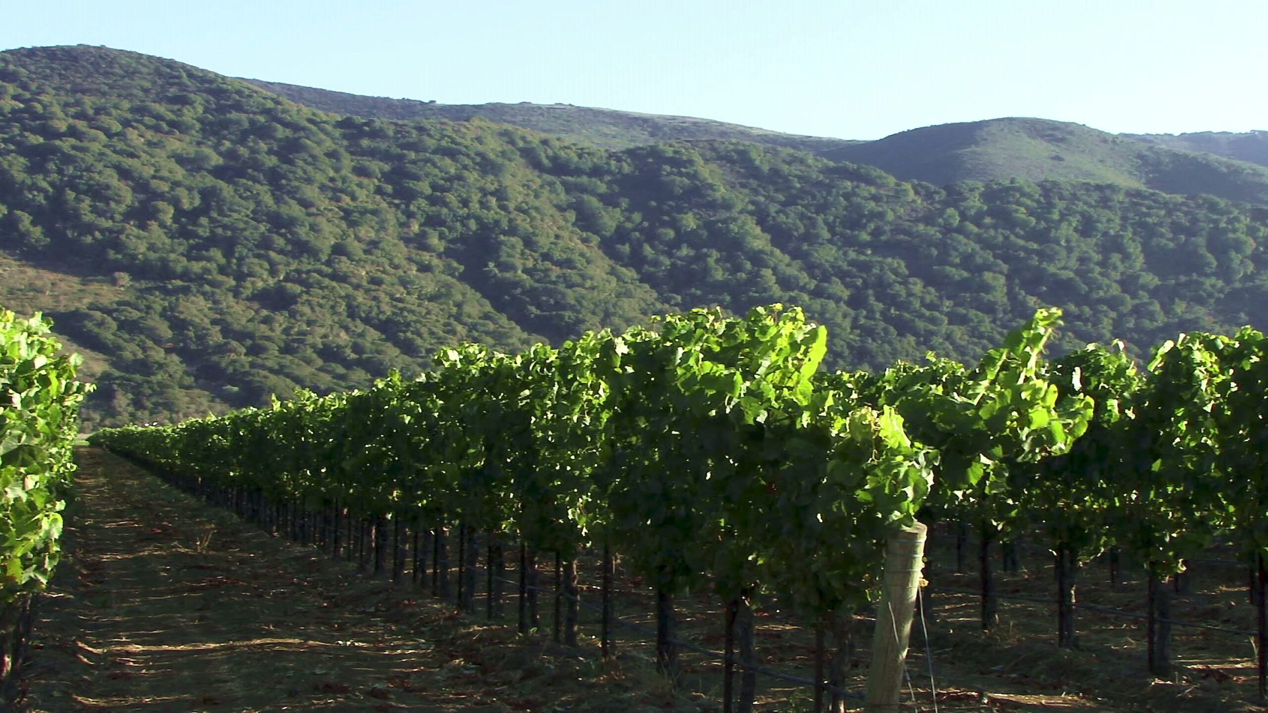 Lush vineyard with vibrant grapevines in front of scenic mountainous backdrop under clear sky.