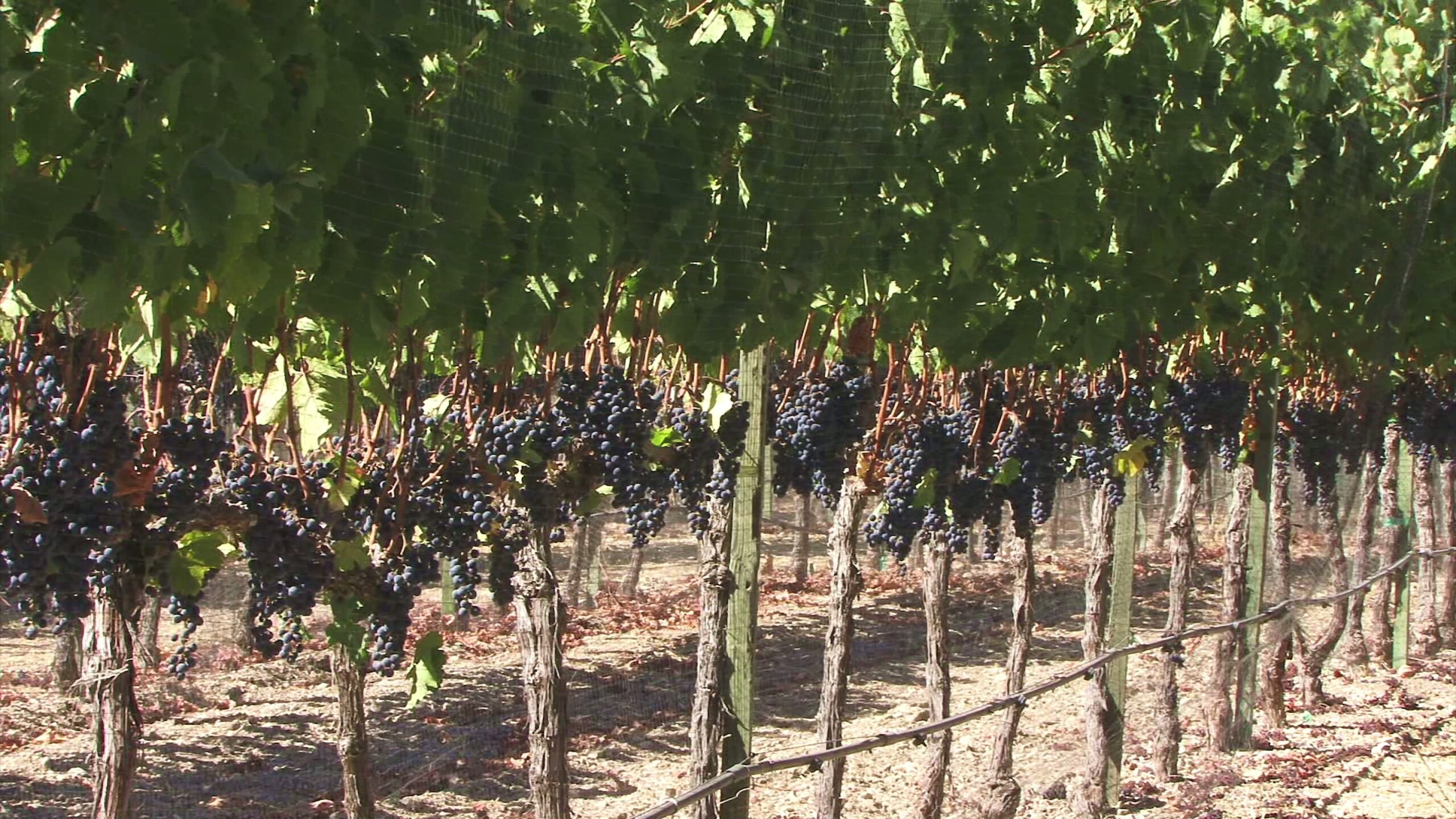 4K video of lush vineyard with rows of grapevines and hanging clusters of ripe, dark grapes under a leafy canopy.