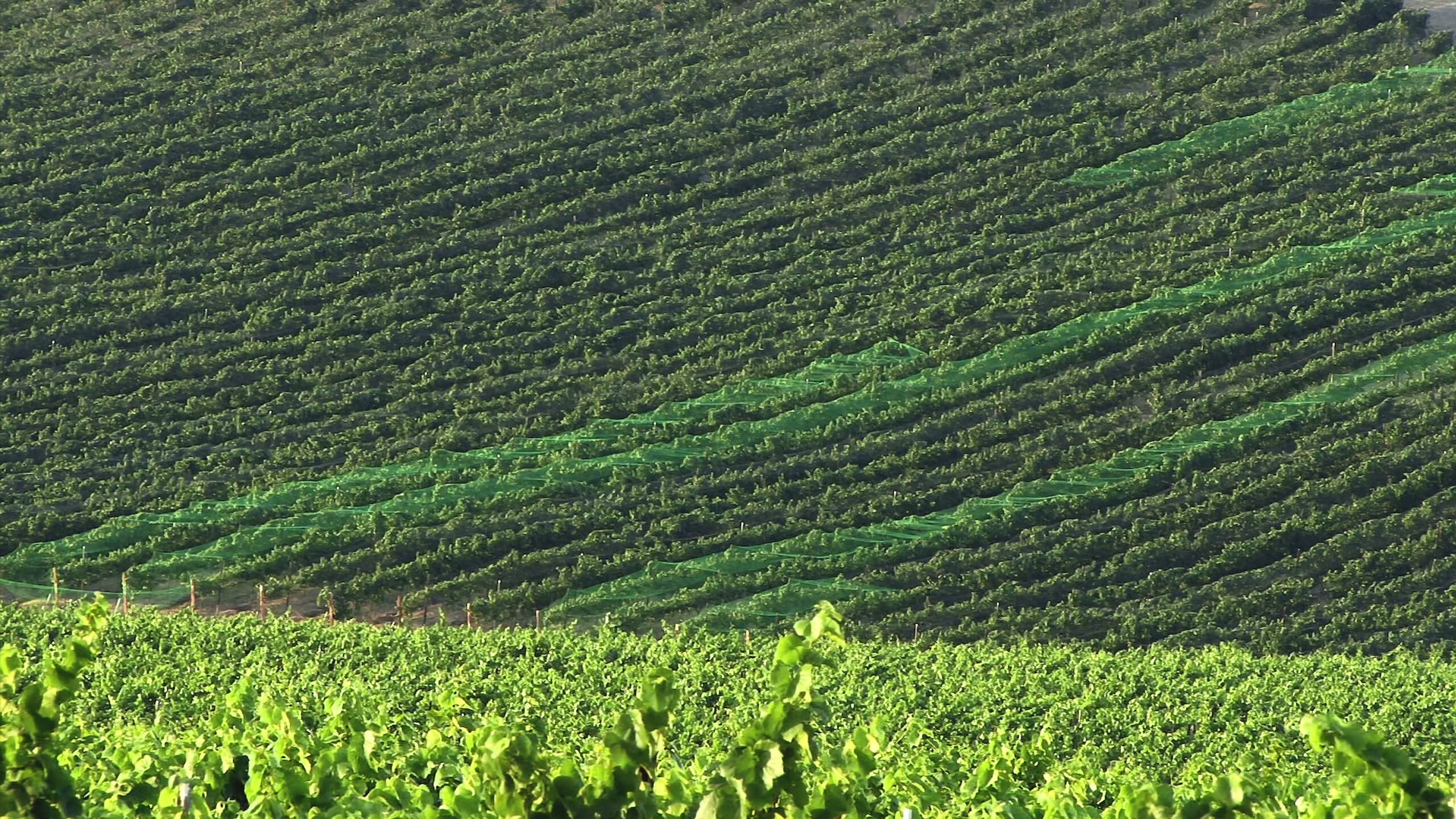 Vibrant vineyard landscape with protective nets on grapevines.