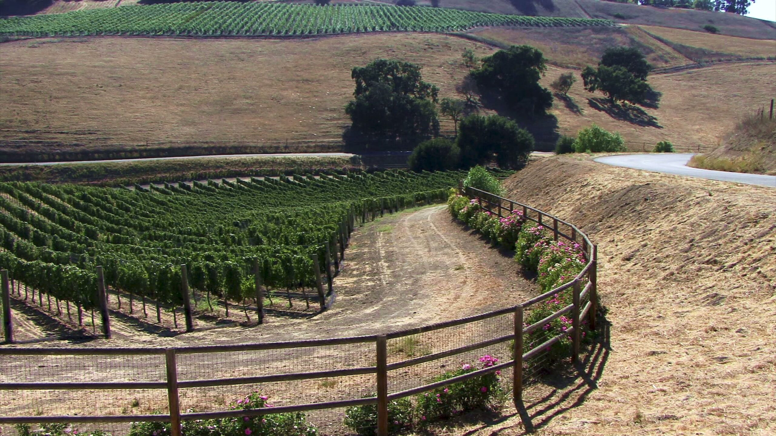 4K video of a scenic vineyard with rows of grapevines on rolling hills, featuring a dirt path and colorful flowers.