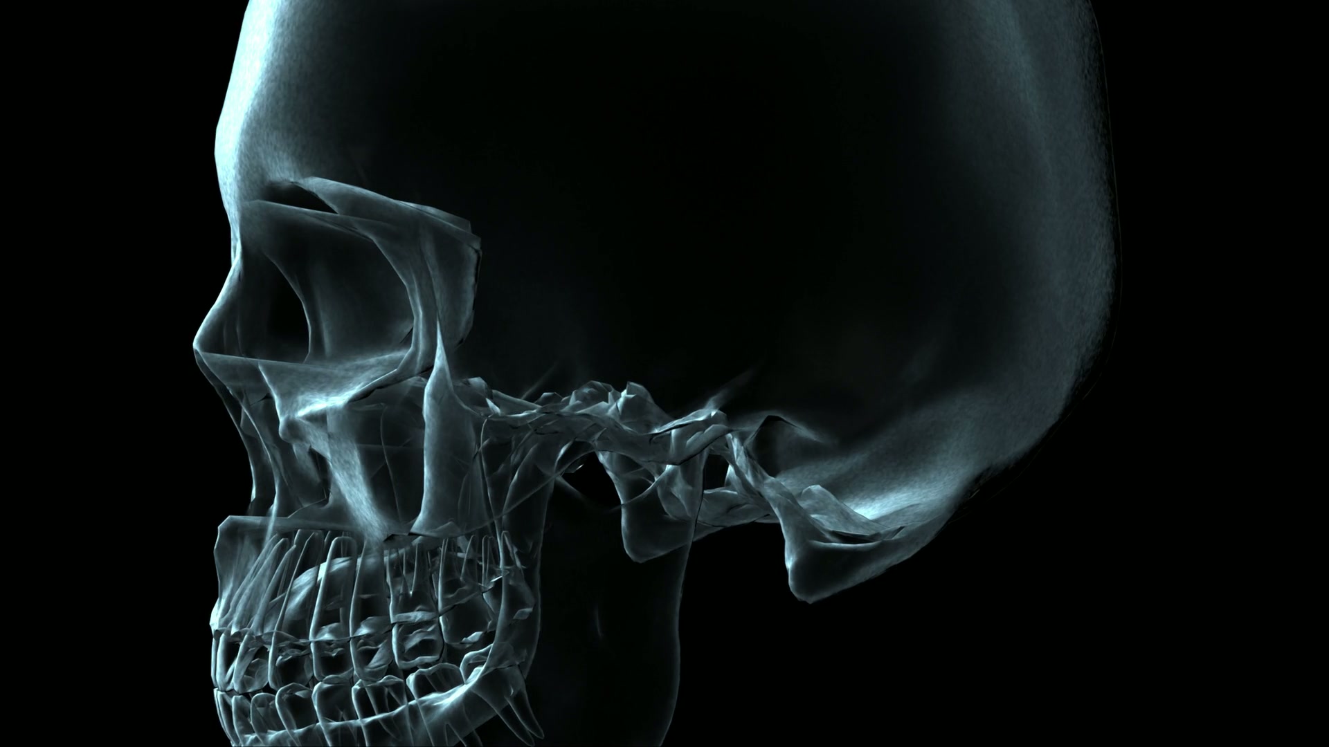 A video loop of a rotating human skull in X-ray style against a dark background, highlighting intricate bone details.