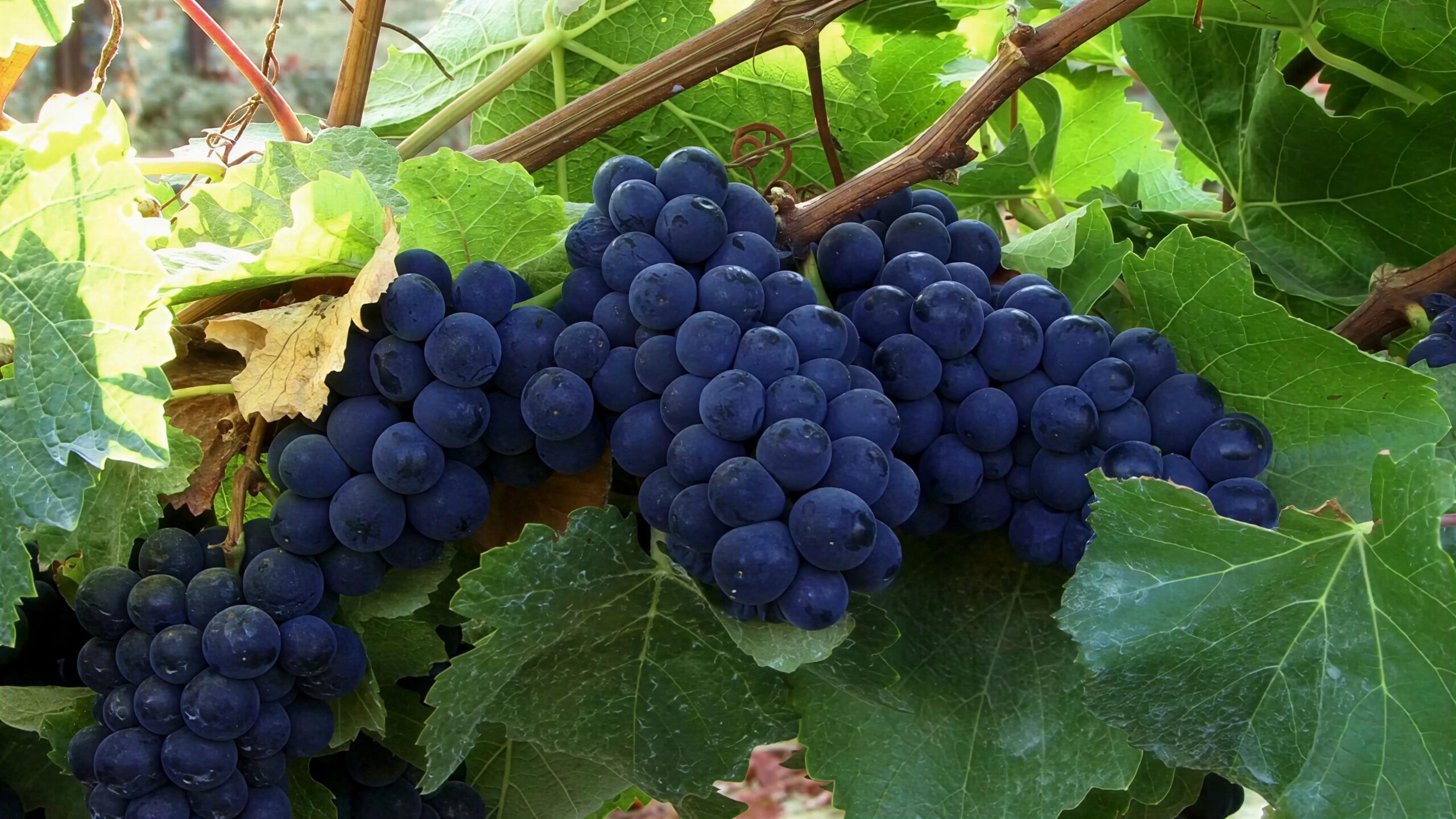 4K video of clusters of dark grapes nestled among lush green leaves.