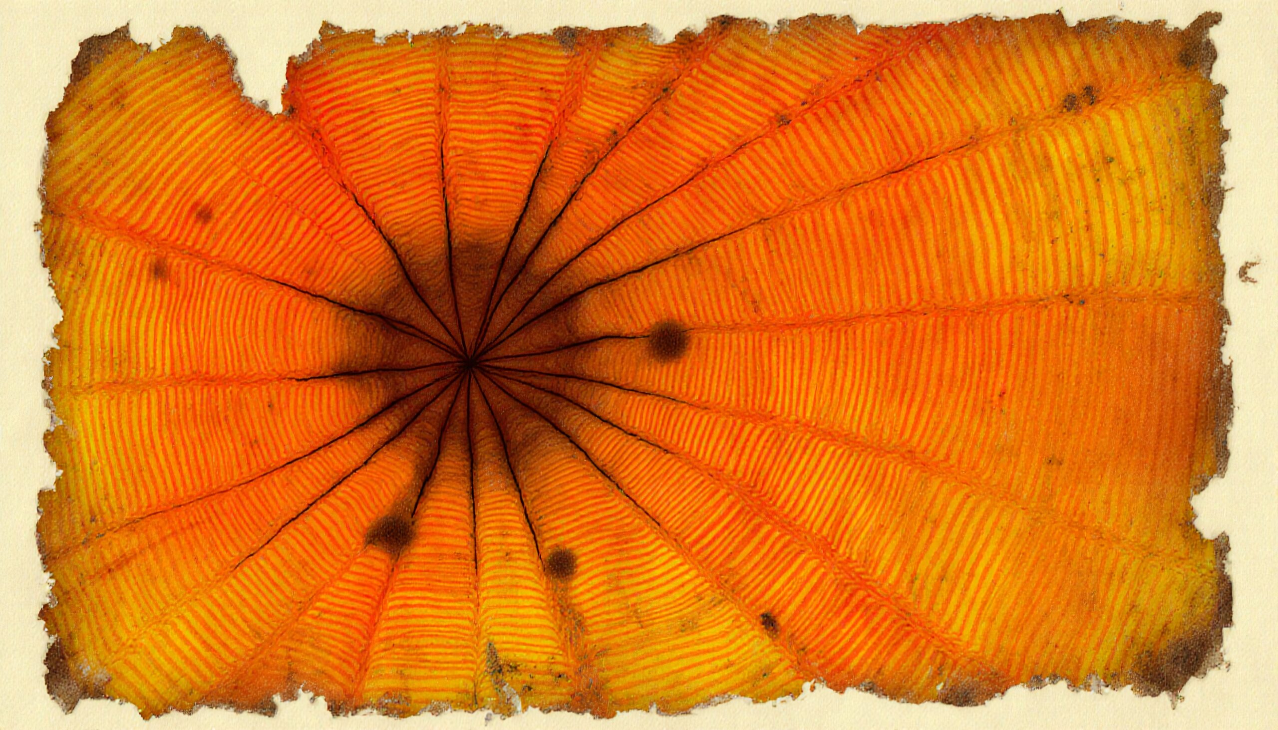 Close-up of an intricate orange pattern with radiating lines.