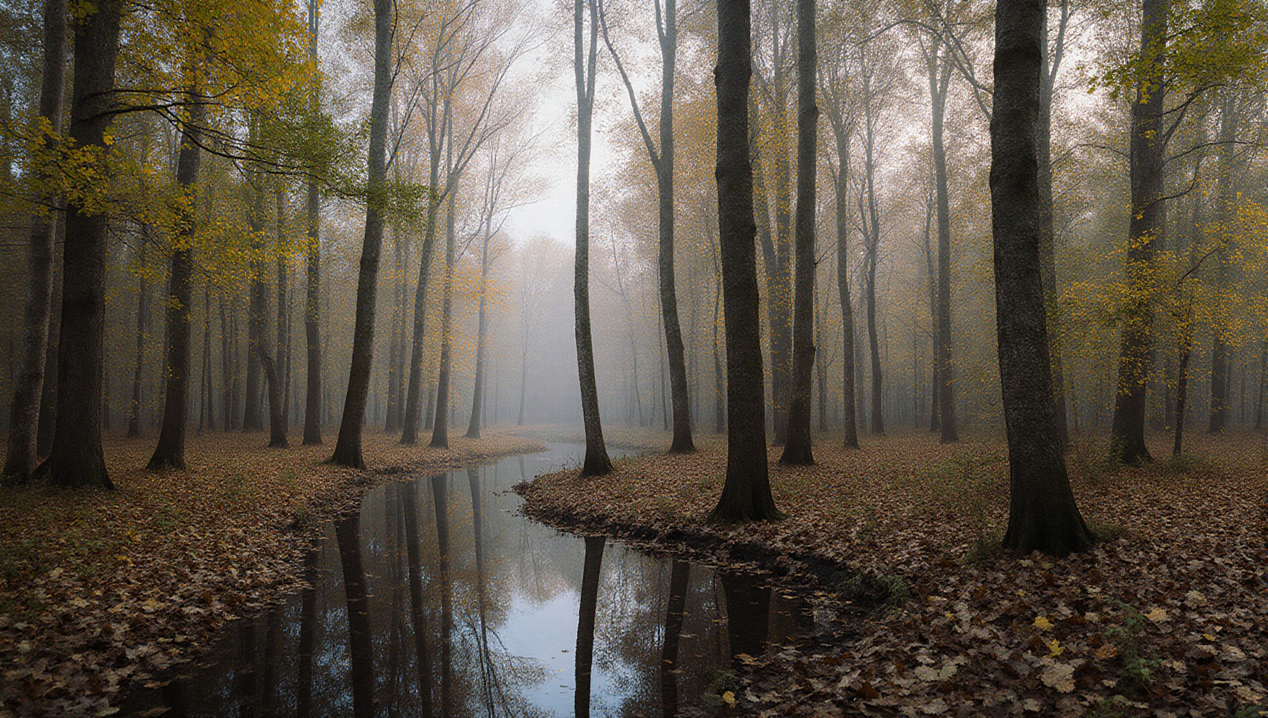 A misty autumn forest with tall trees, a winding stream, and fallen leaves creating a serene and reflective landscape.