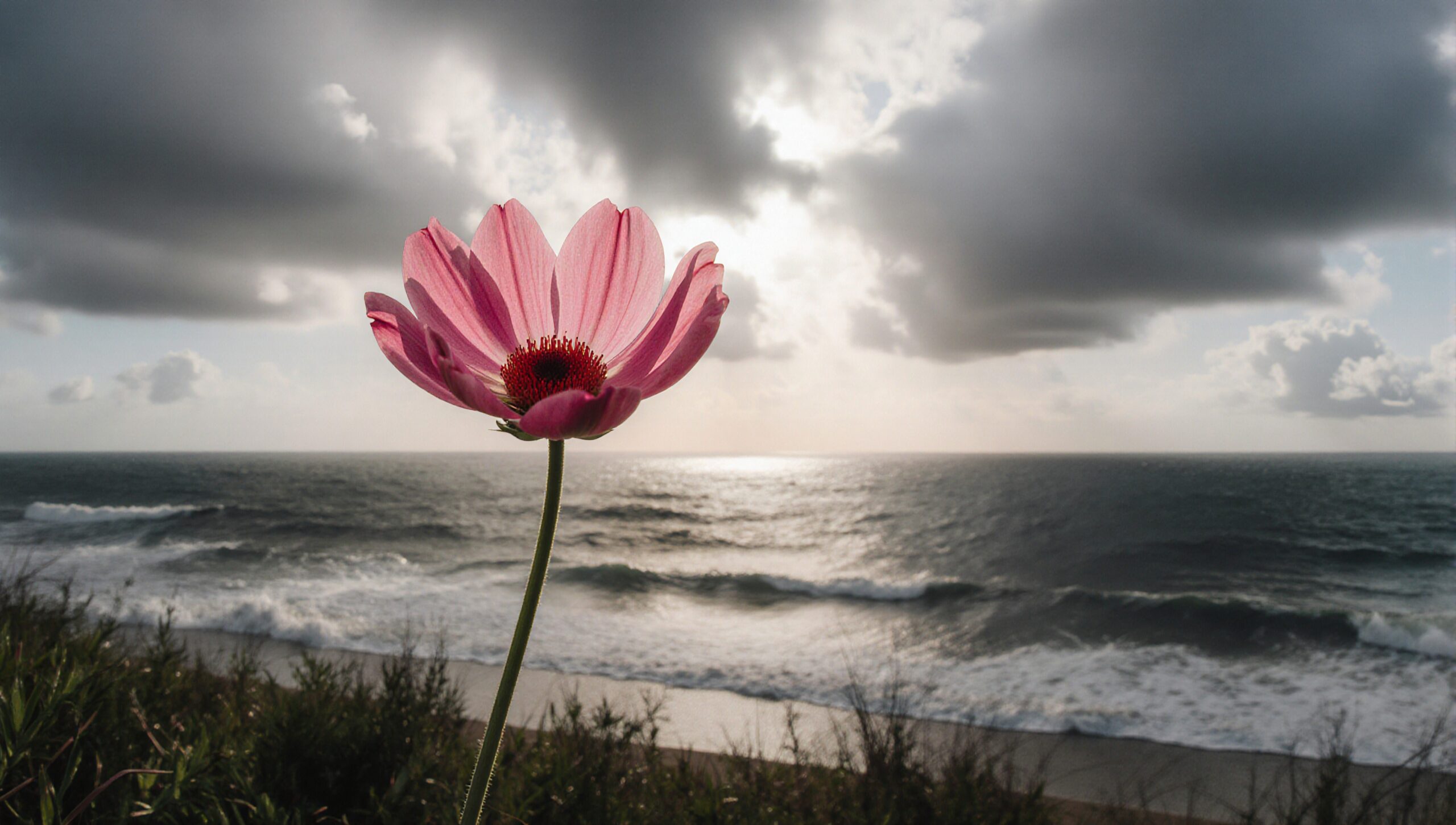 Vibrant pink flower against a stormy seascape, highlighting nature's contrast and beauty.