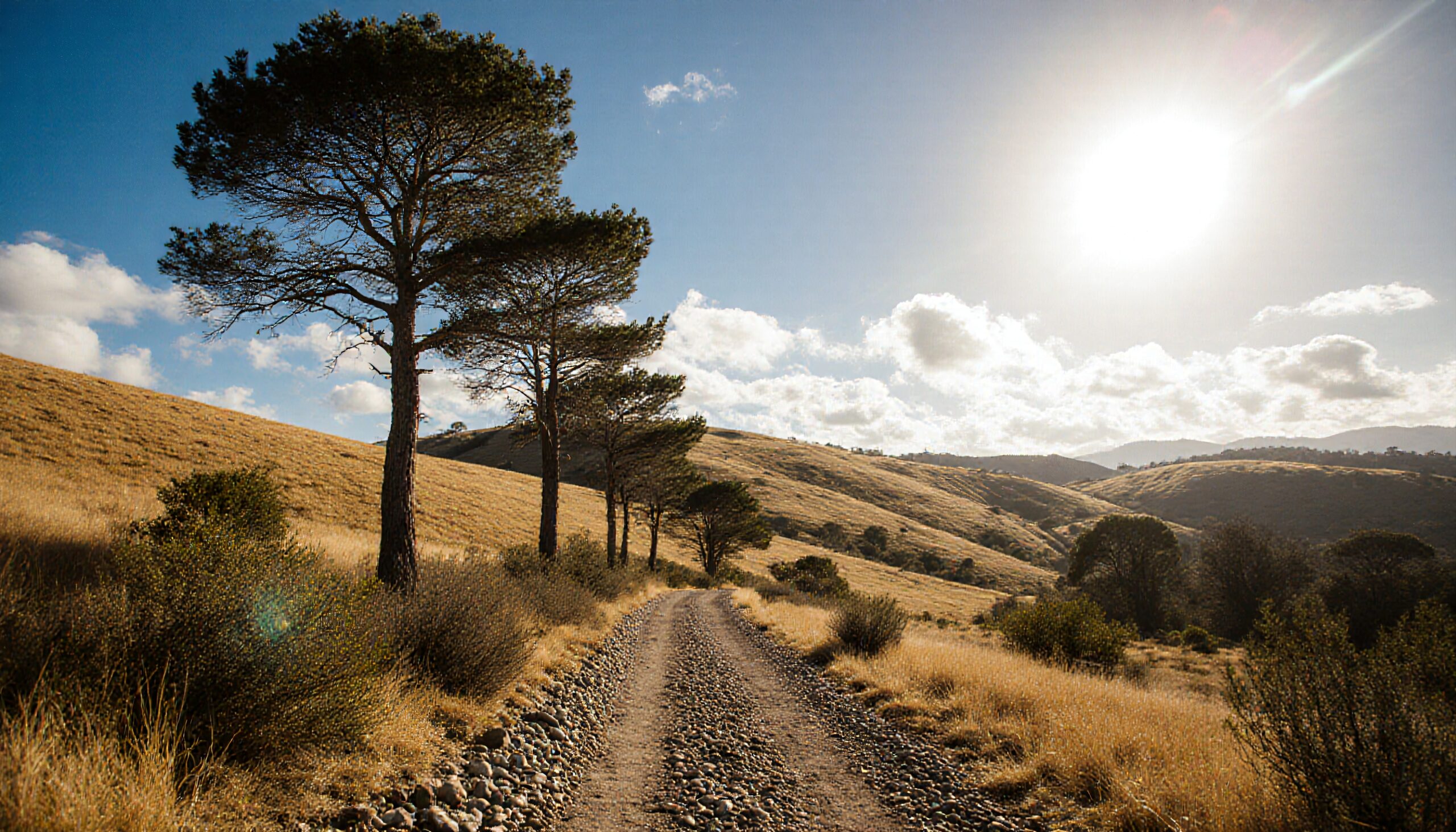 A sunlit dirt road lined with pine trees meanders through hilly, golden grasslands under a bright blue sky.