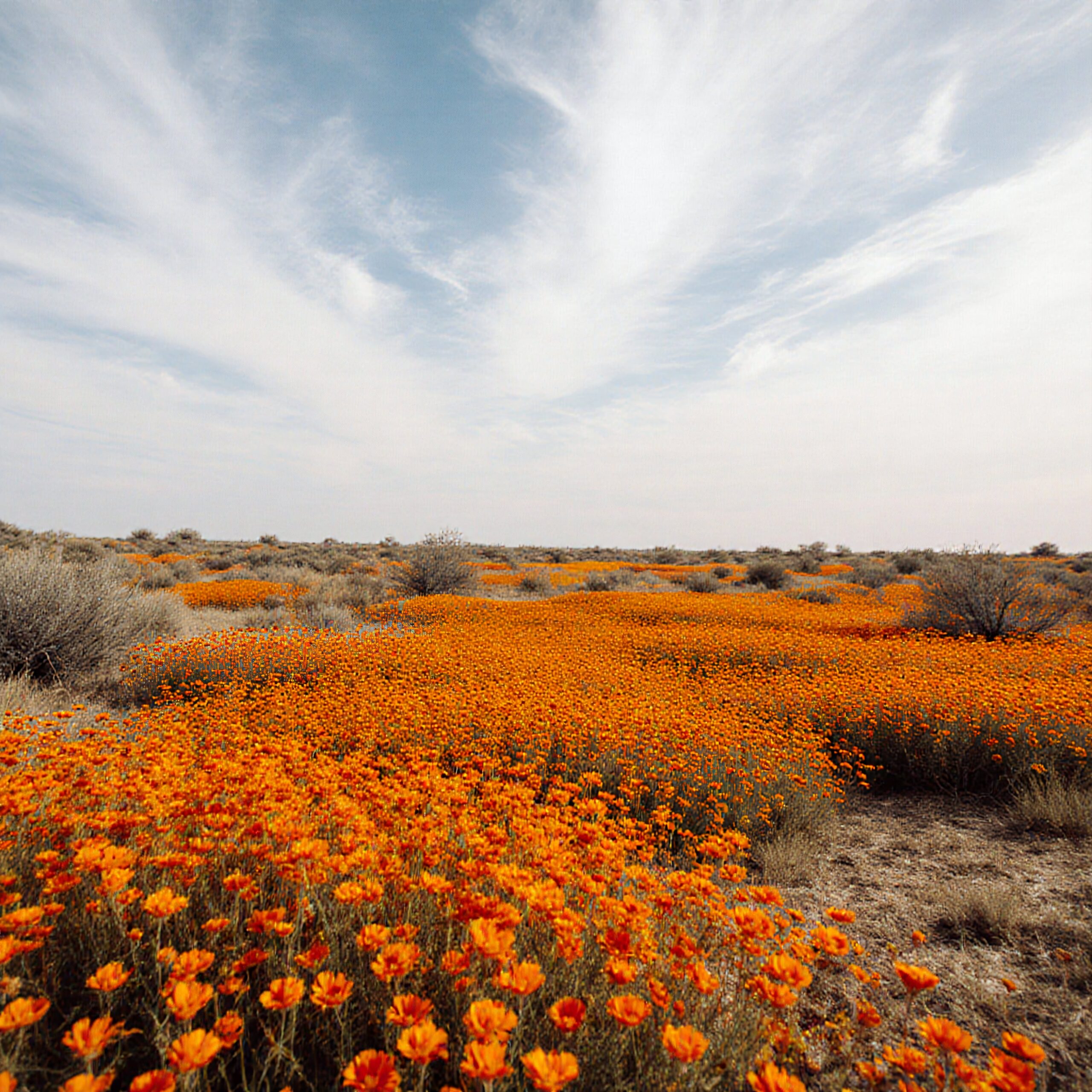Vibrant orange wildflowers bloom across a vast desert landscape beneath a blue sky.