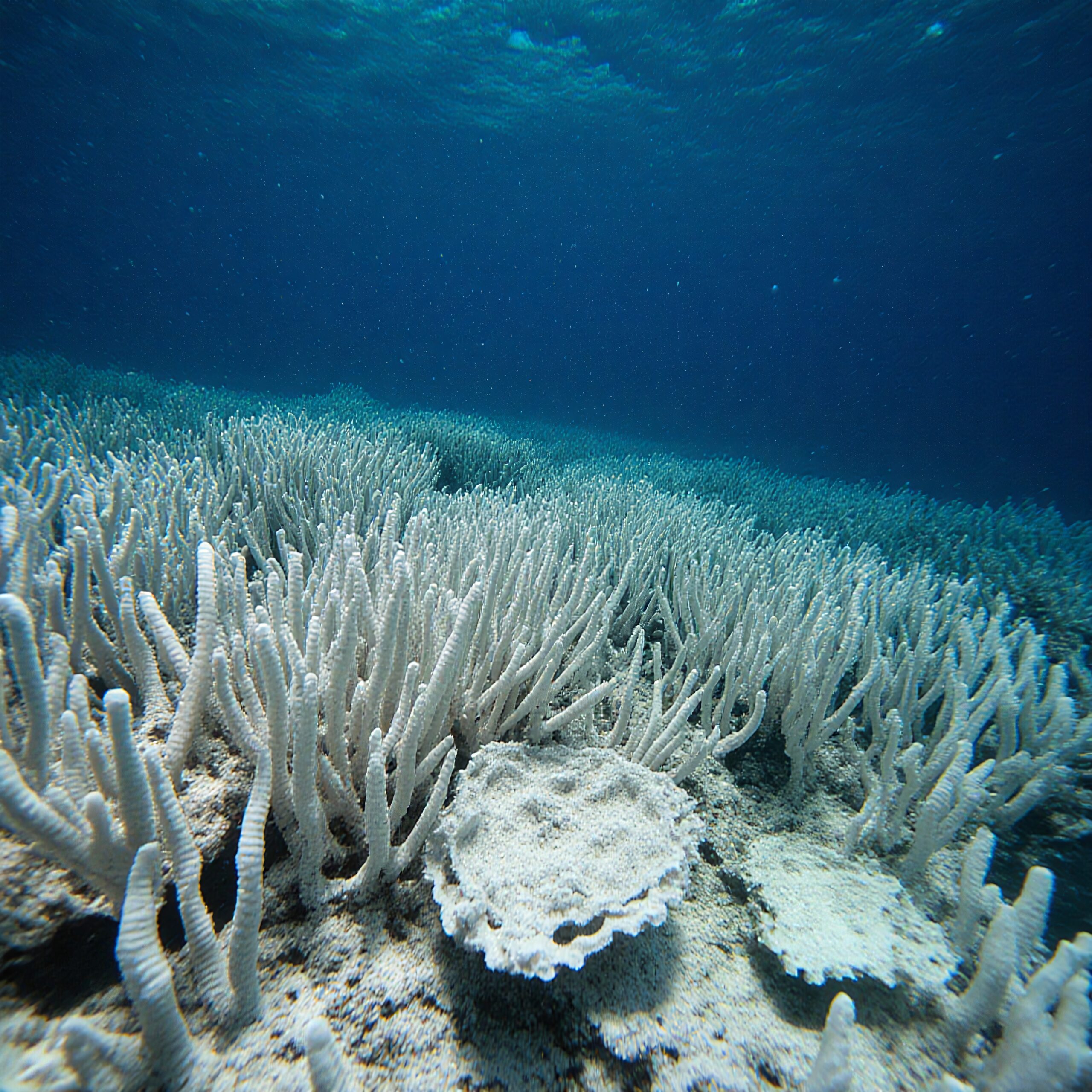 Bleached coral reef under clear blue water, illustrating marine environmental challenges.