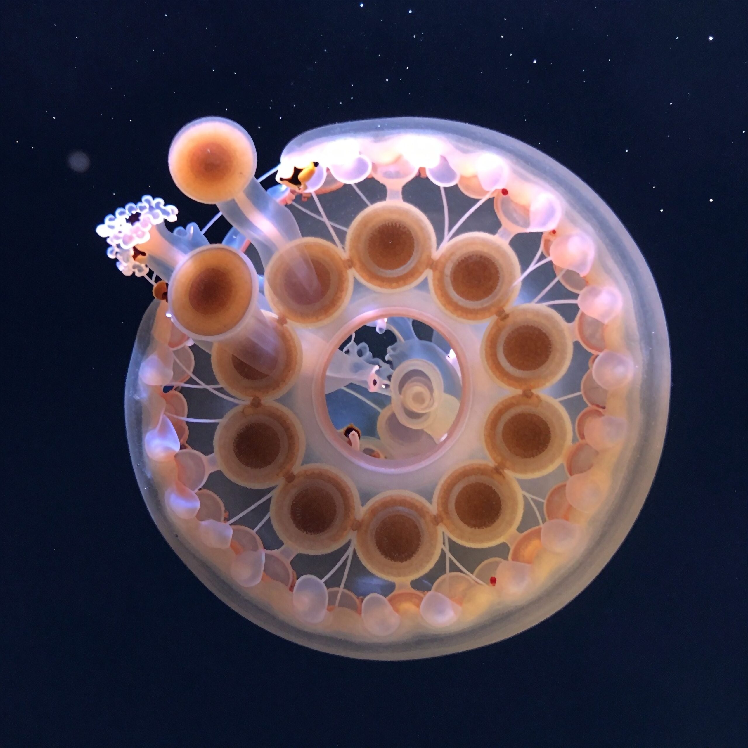 A jellyfish displays intricate radial symmetry, glowing beneath the dark water with pink and orange hues, featuring circle patterns and tentacles.