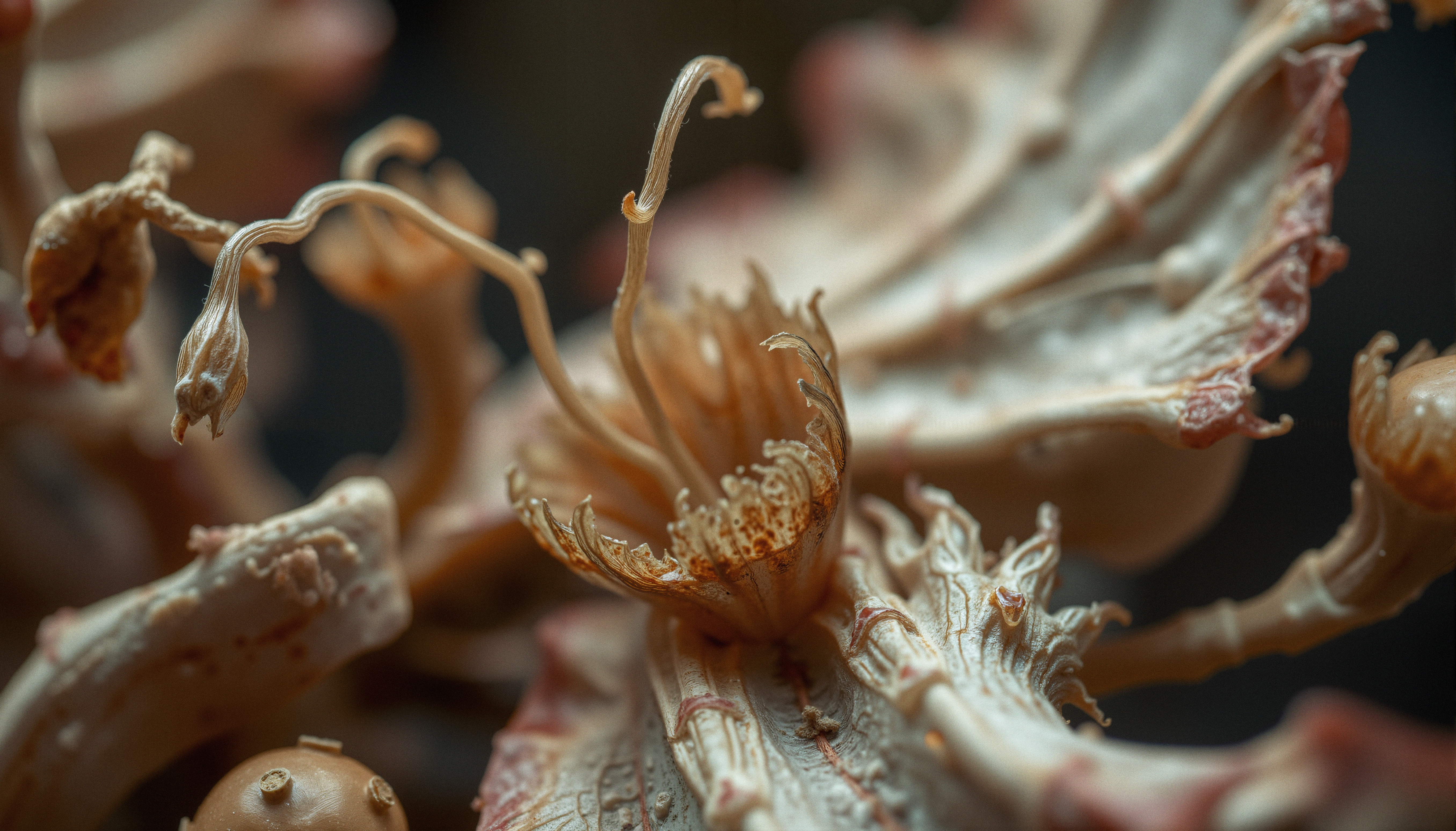 Dried Floral Specimen Macro Photography Close-Up