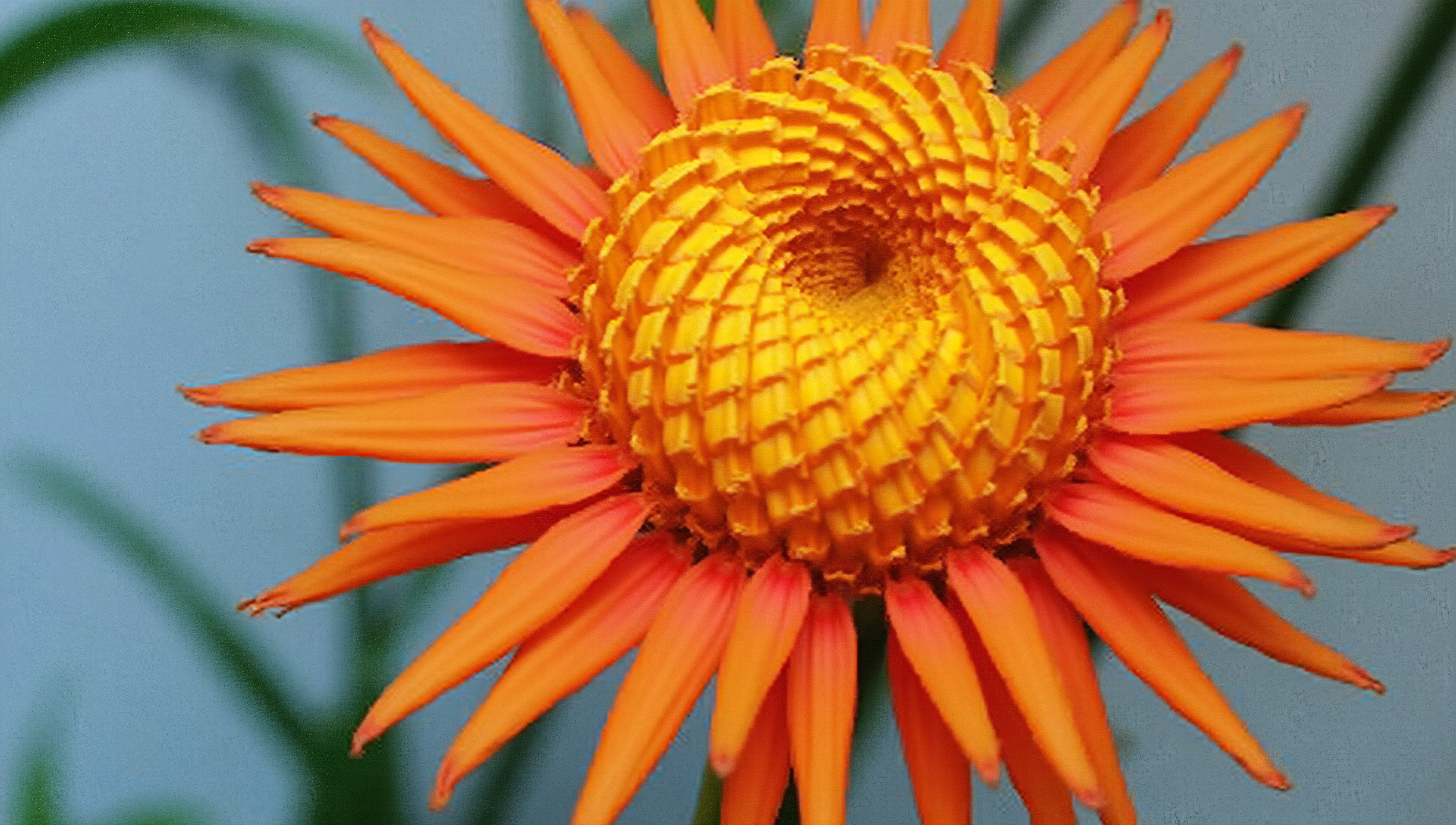 Vibrant orange sunburst flower closeup with spiral yellow core