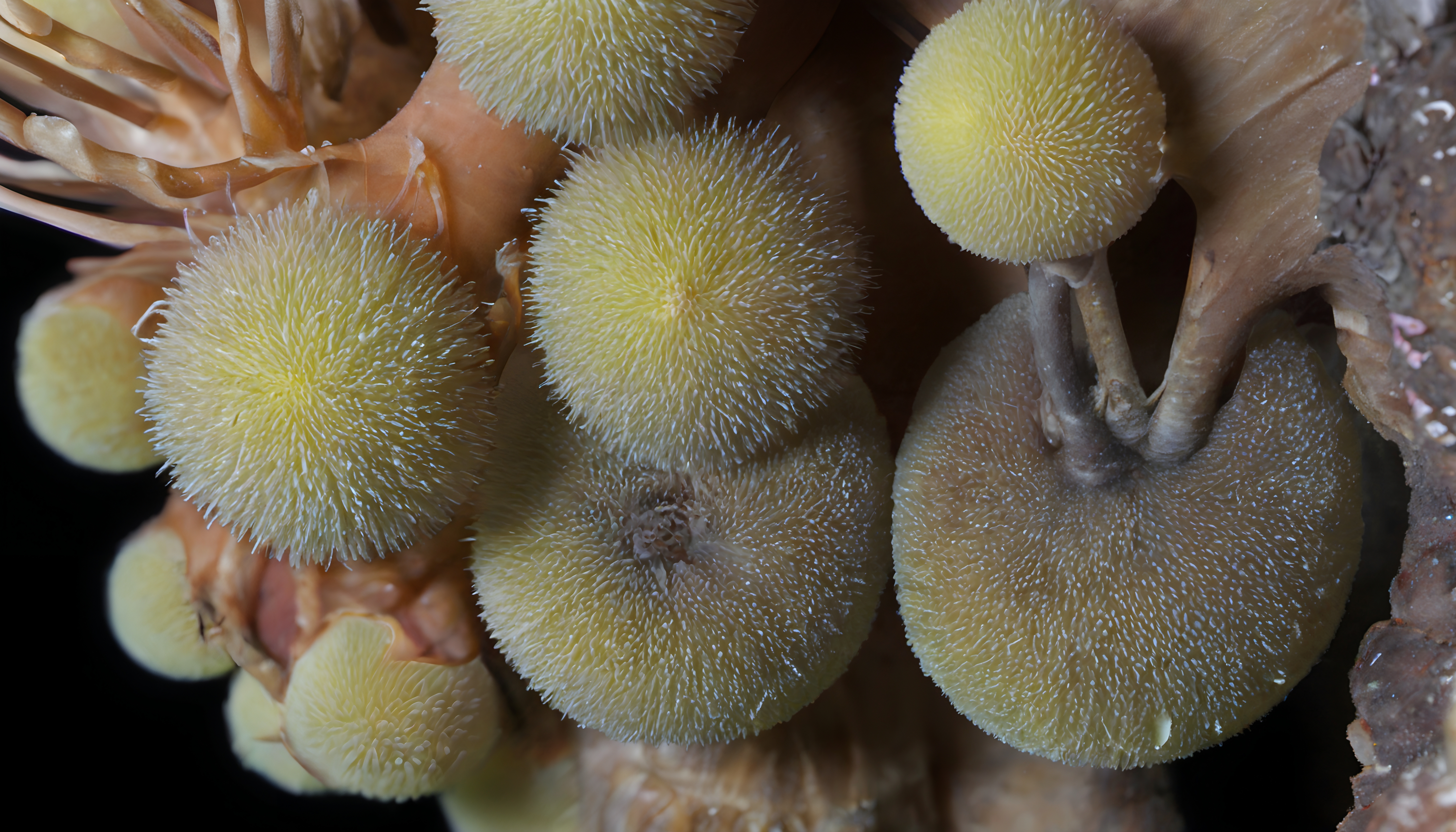 Vibrant yellow sea anemones thriving on colorful coral reefs underwater