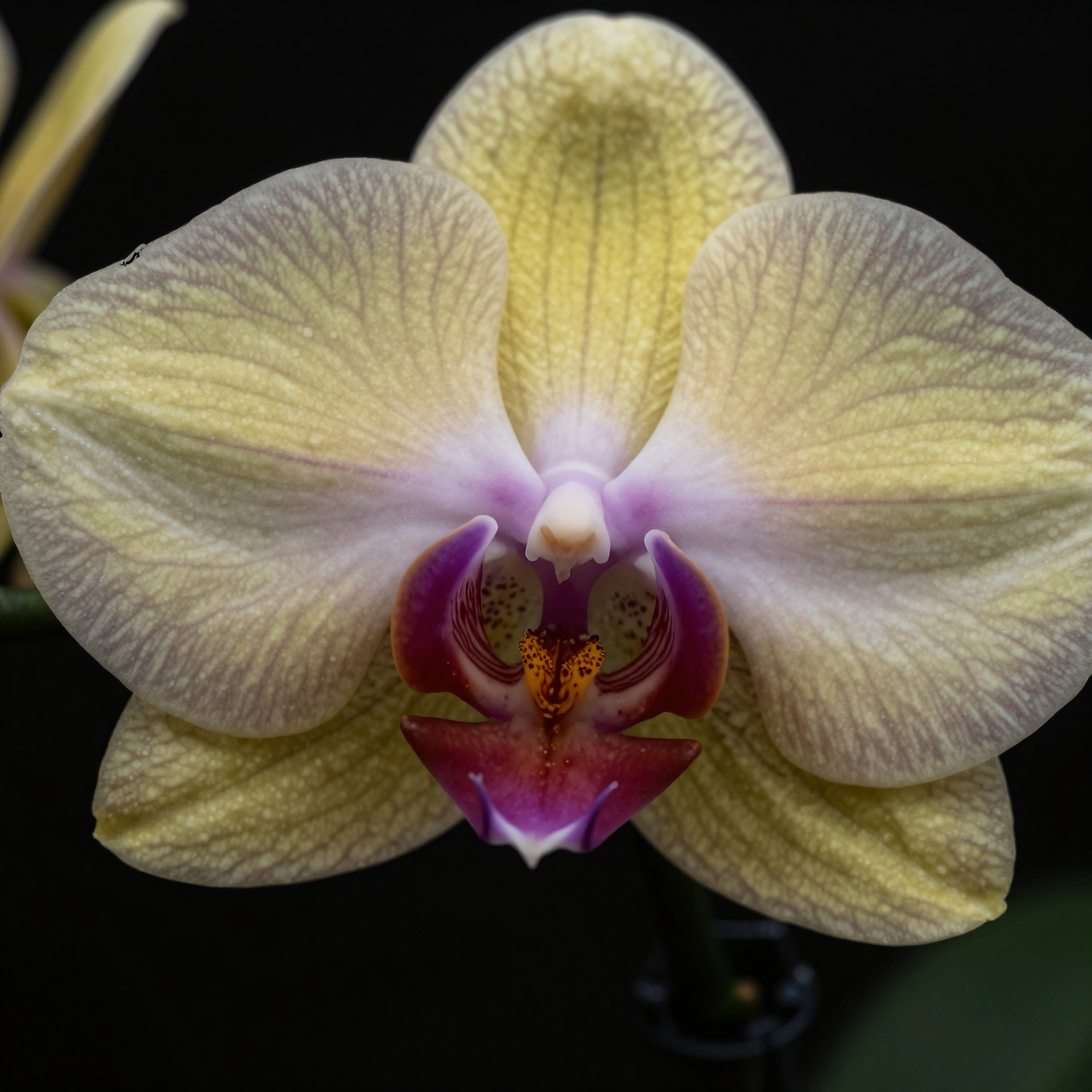 Yellow and Purple Orchid Close-Up with Intricate Veining