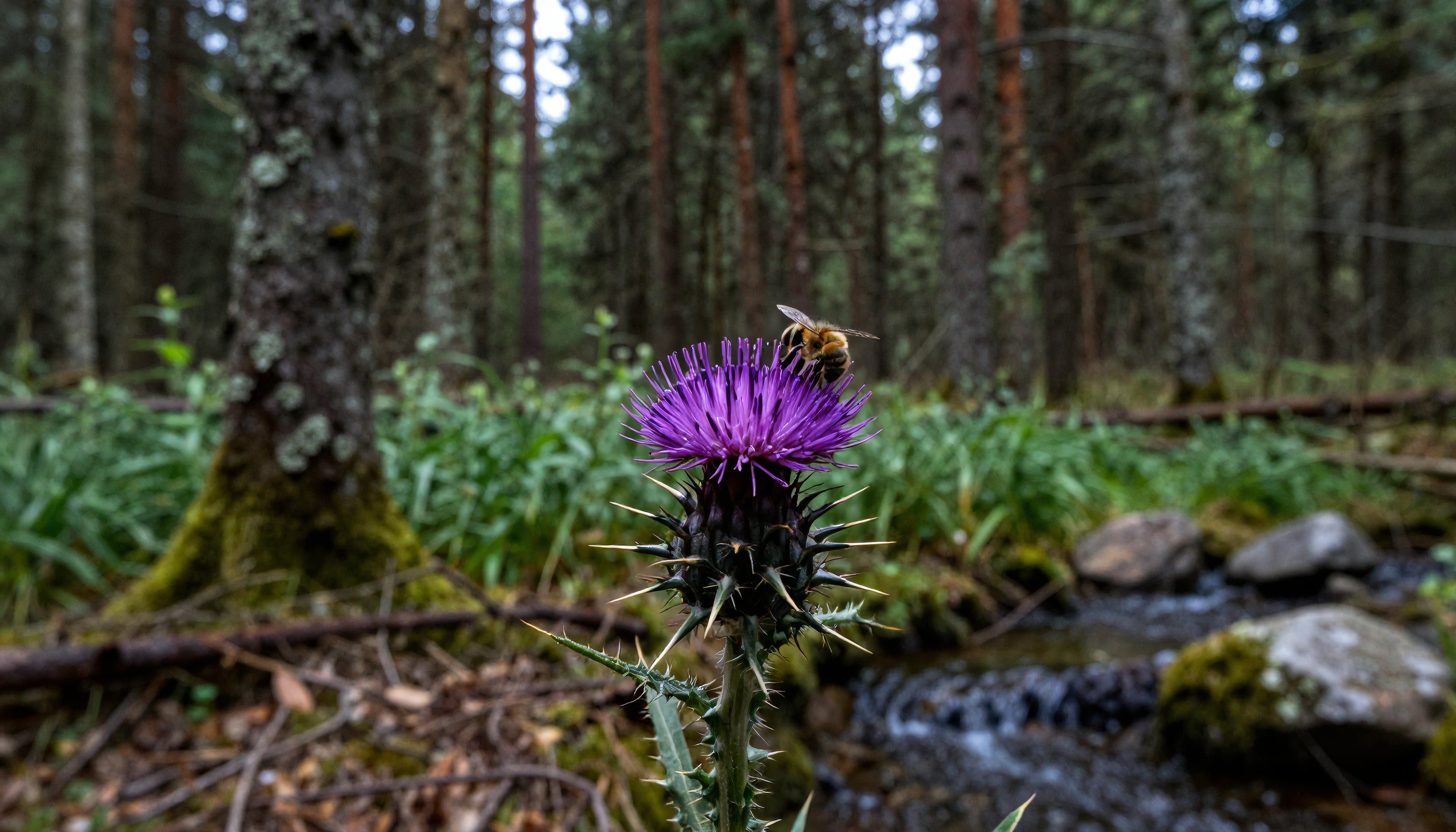 A bee collecting nectar on a purple thistle in a lush forest setting.