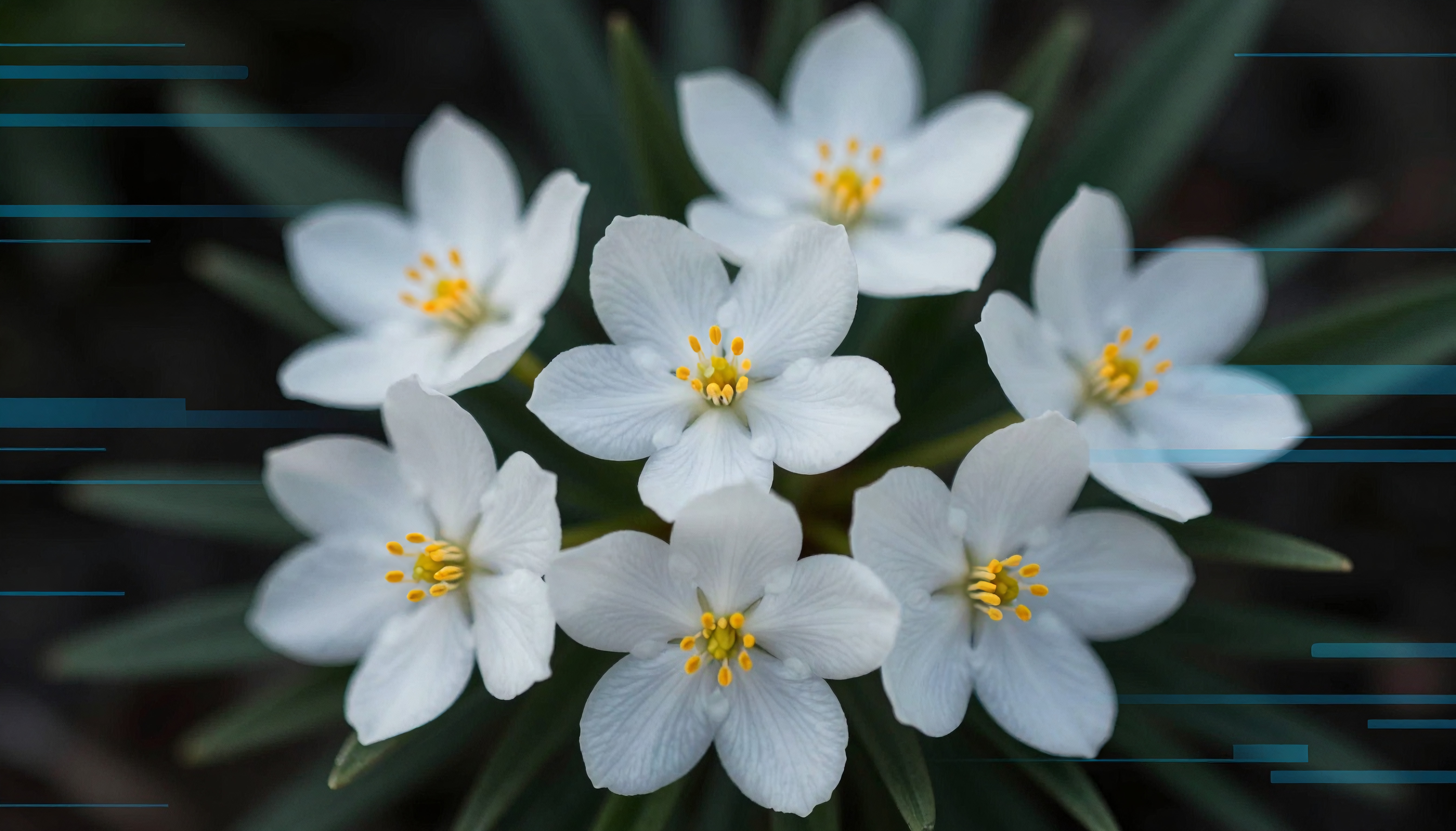 White Blossoms with Digital Overlay and Green Foliage Close-Up