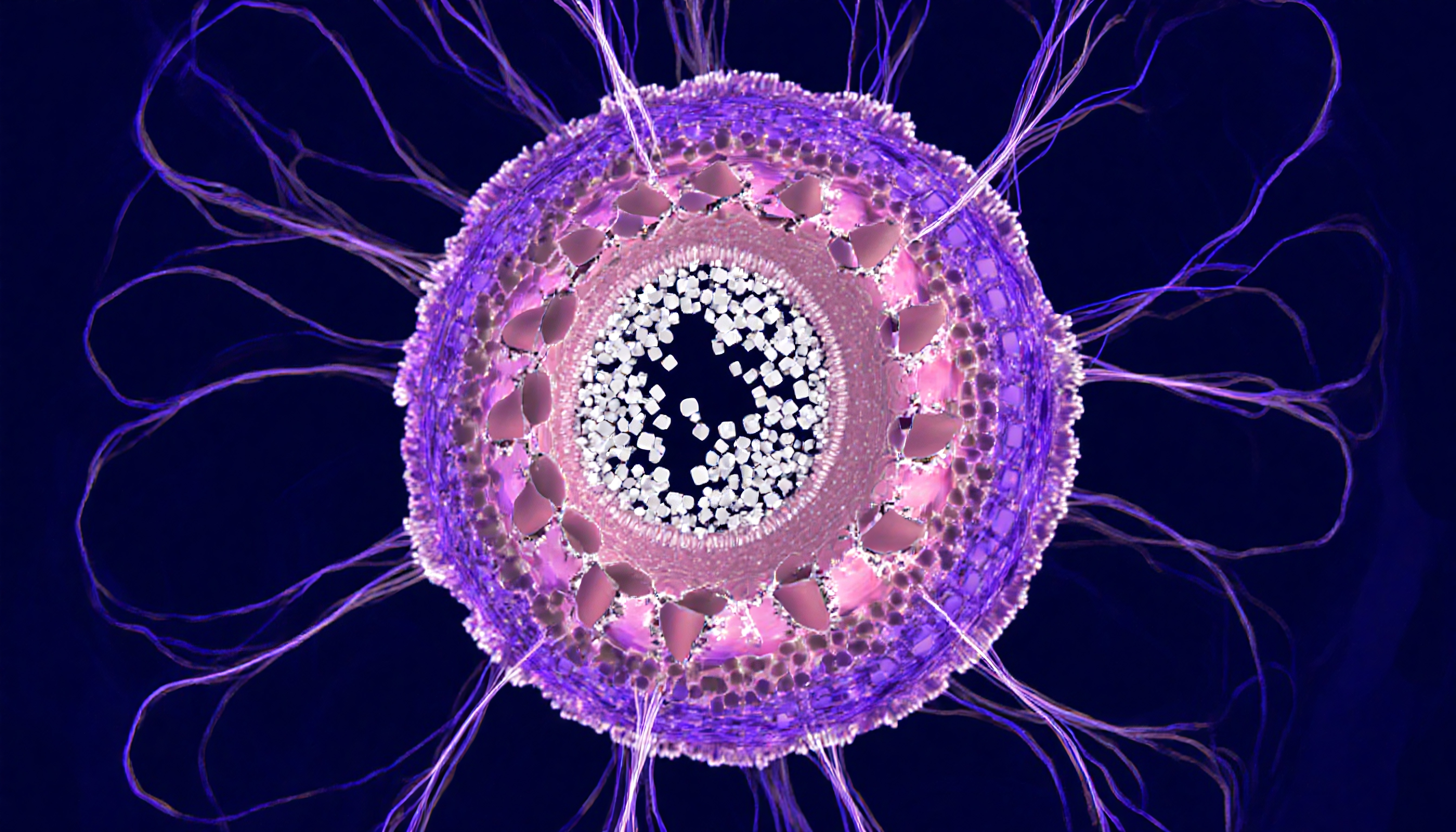 Close-up of a microscopic plant stem showing vibrant colors and intricate cellular structures.