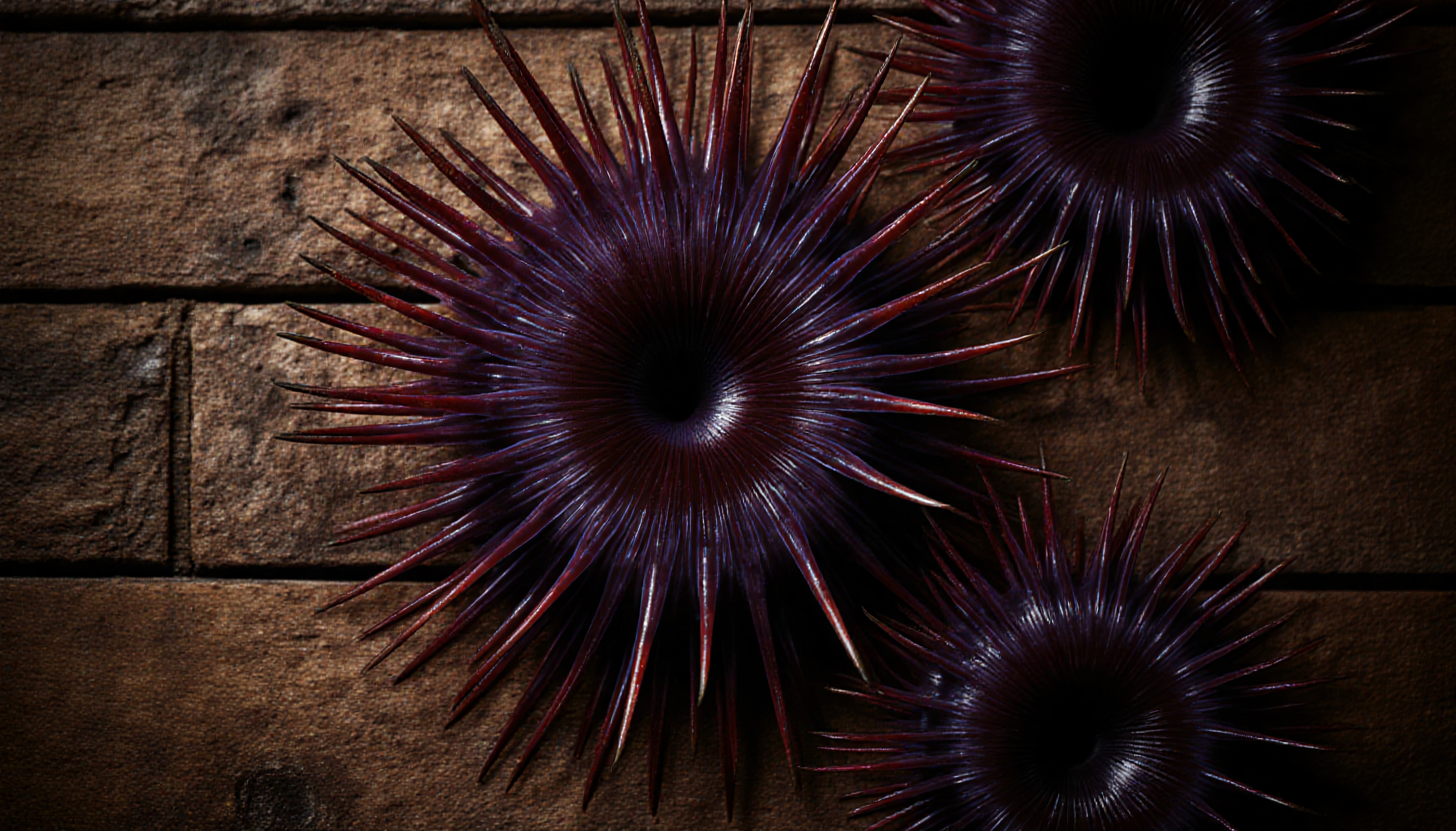 Three purple sea urchins displayed.
