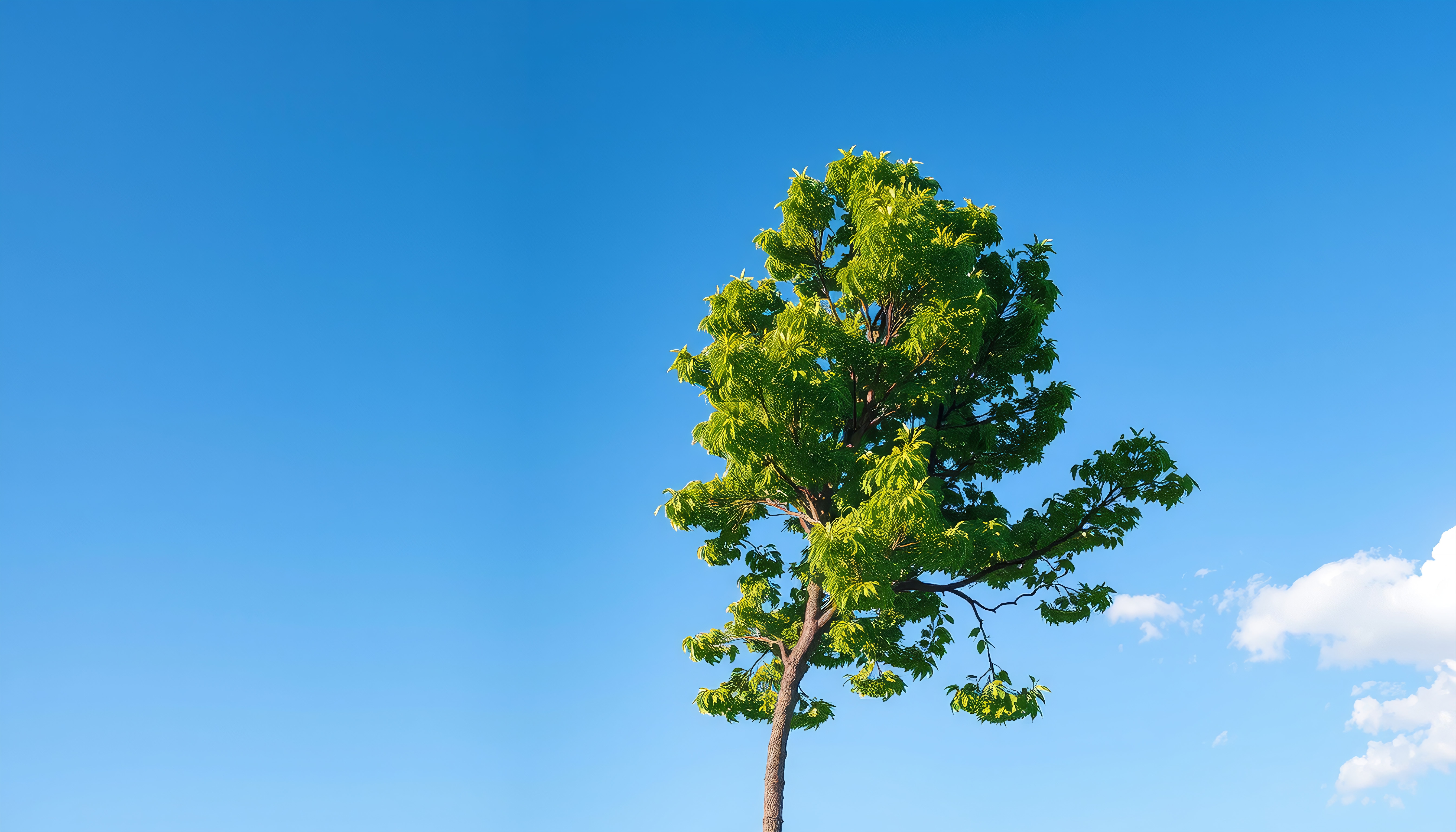 A single tree with green leaves under a clear blue sky.