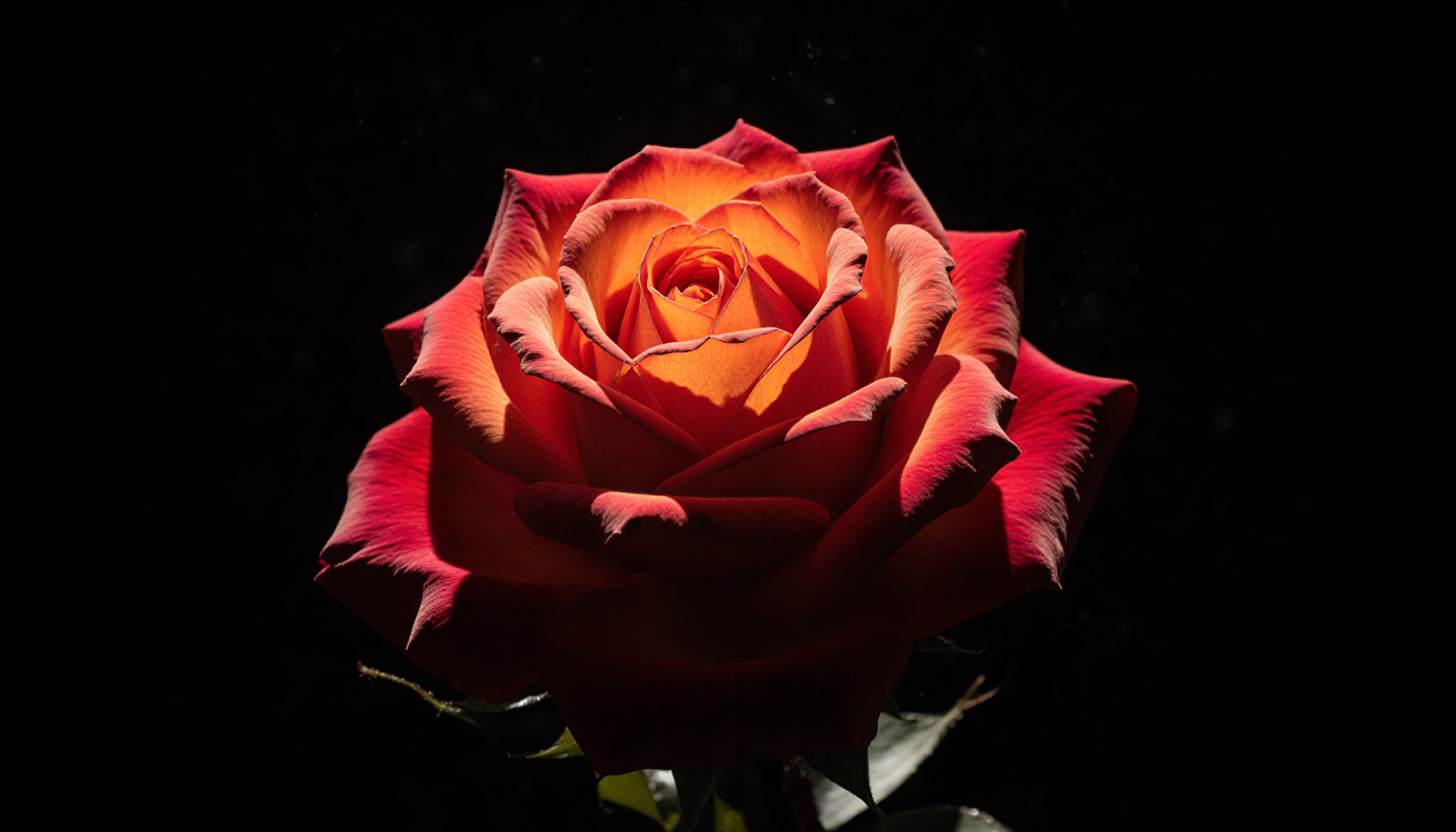 A vibrant red and orange rose in full bloom against a contrasting dark background, showcasing its radiant beauty and intricate petal details.