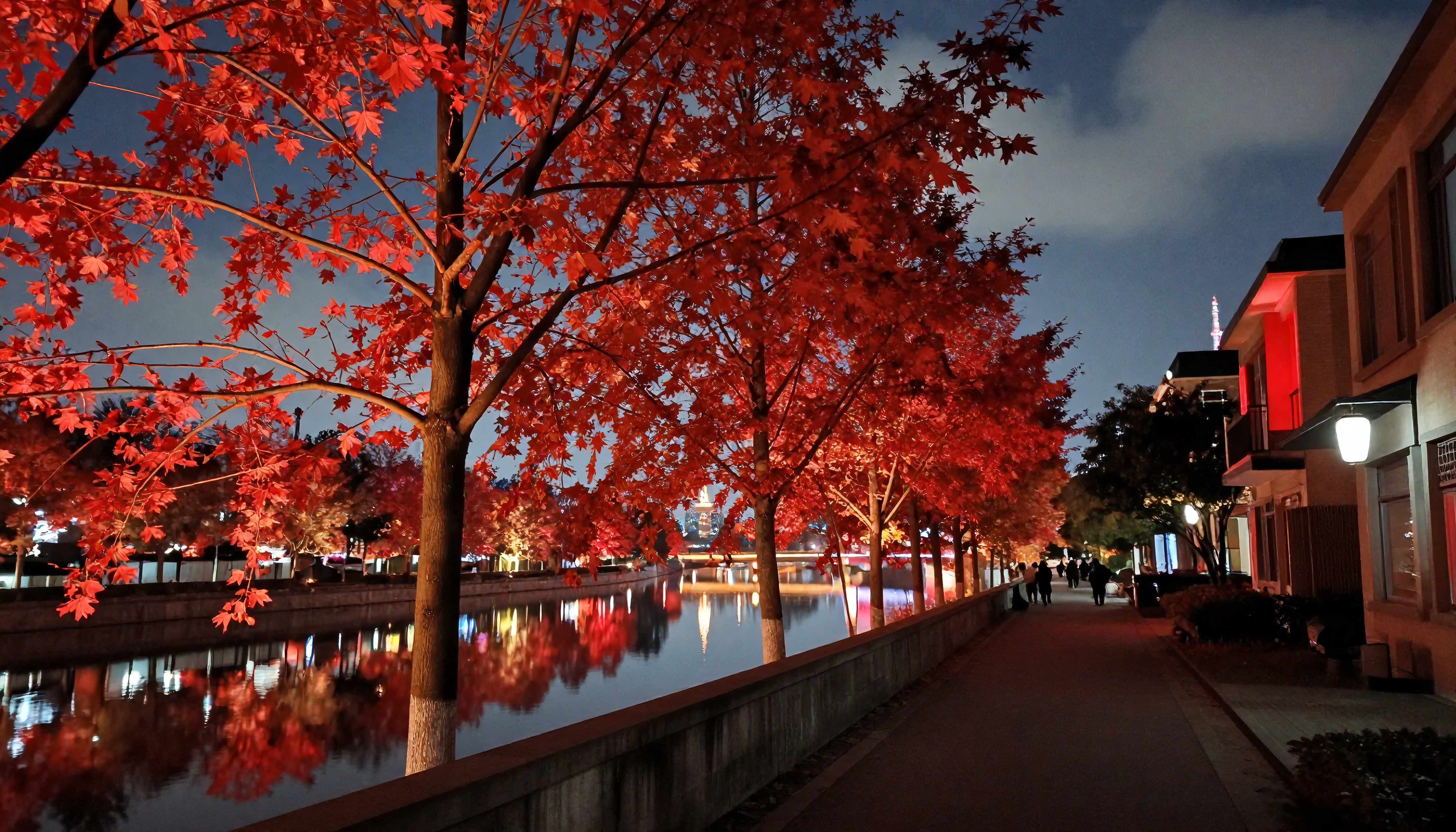 Red Maple Trees Reflecting on Nighttime Canal Walkway with Urban Lights