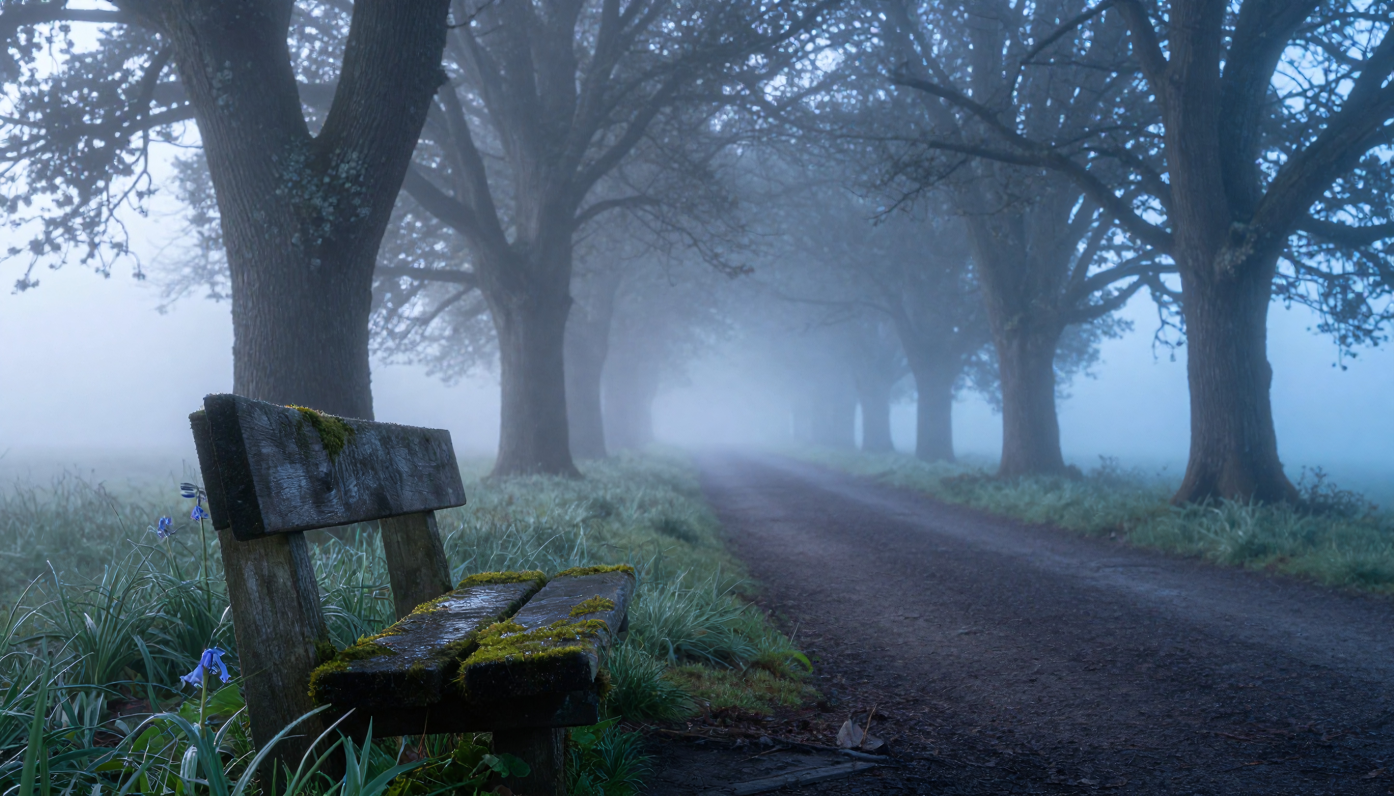 A misty pathway through a forest with a moss-covered bench and towering trees.