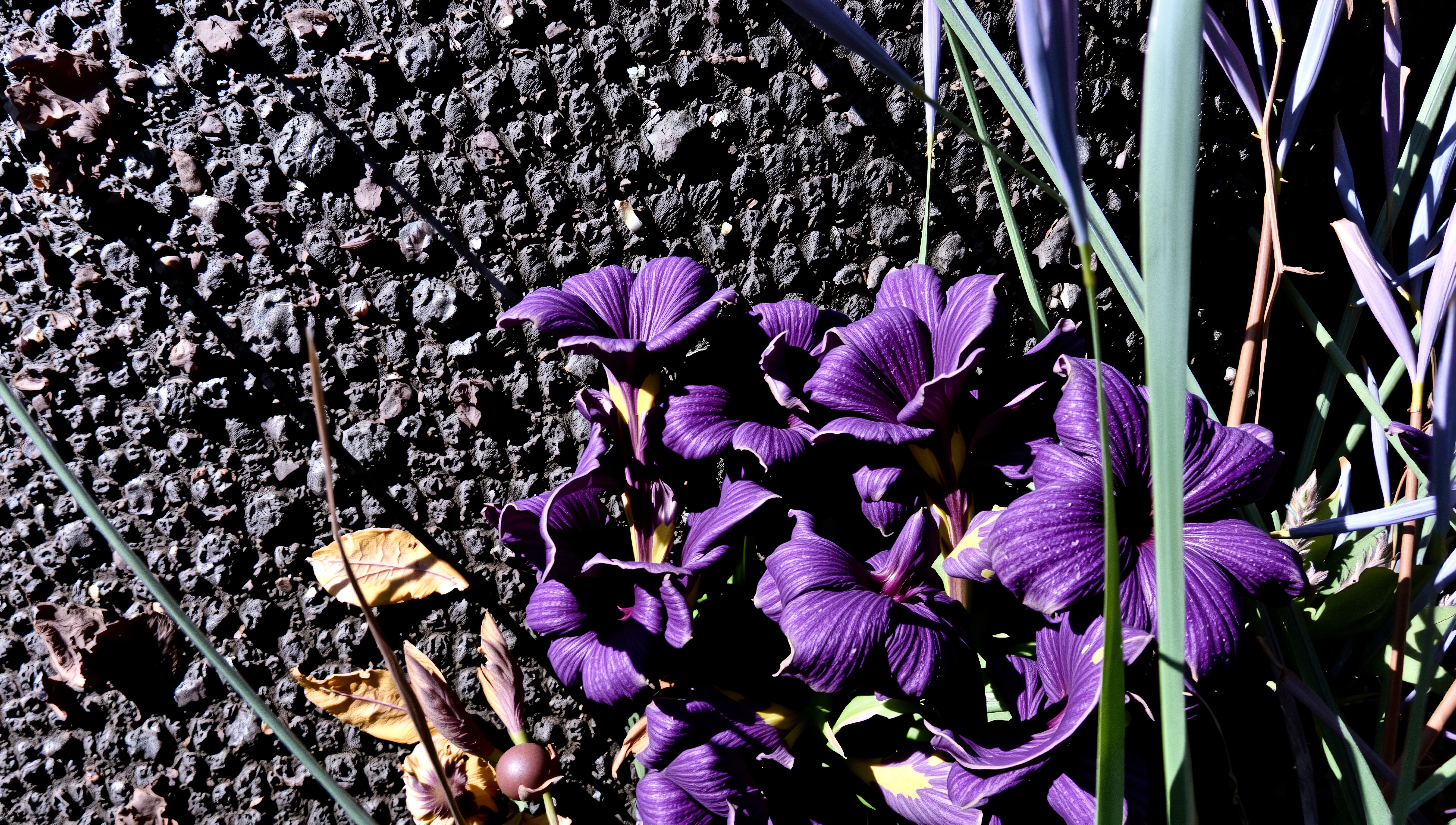 Purple flowers with veined petals and contrasting textured background.
