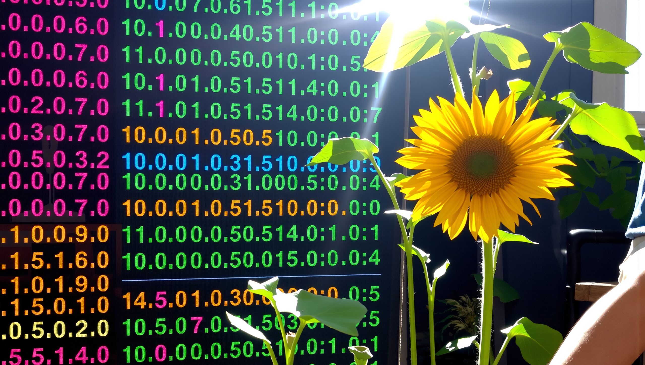 A sunflower set against a colorful digital display with numerical sequences, highlighting the blend of nature and technology.