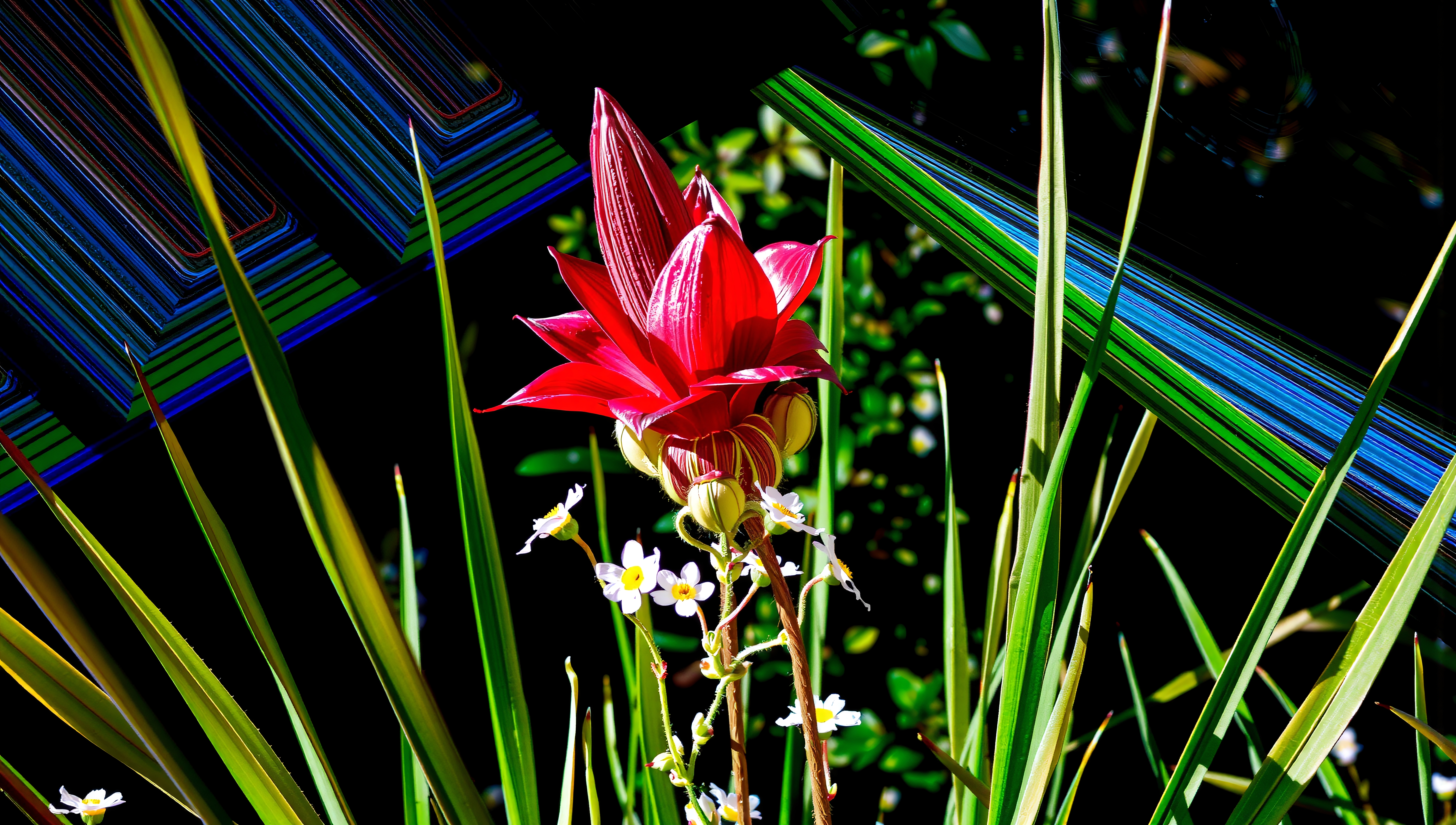 A red flower framed by green leaves with a colorful abstract background.